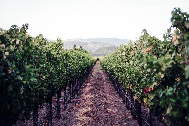 vineyard in napa valley, CA