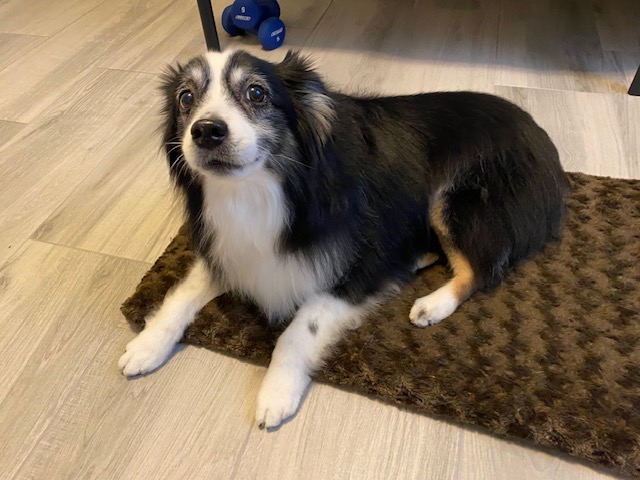 A photo of my Miniature American Shepherd