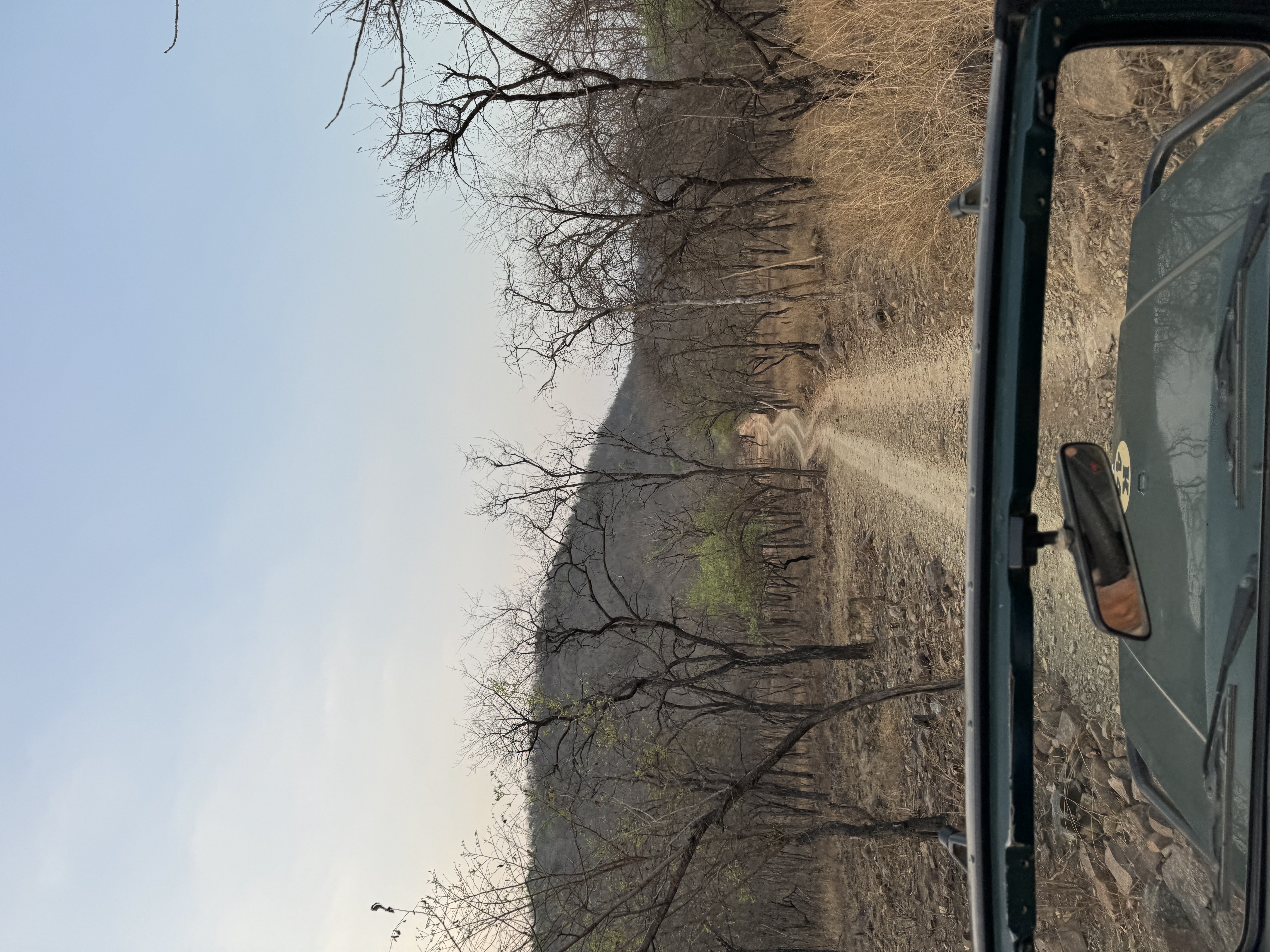 The raw beauty of the jungle