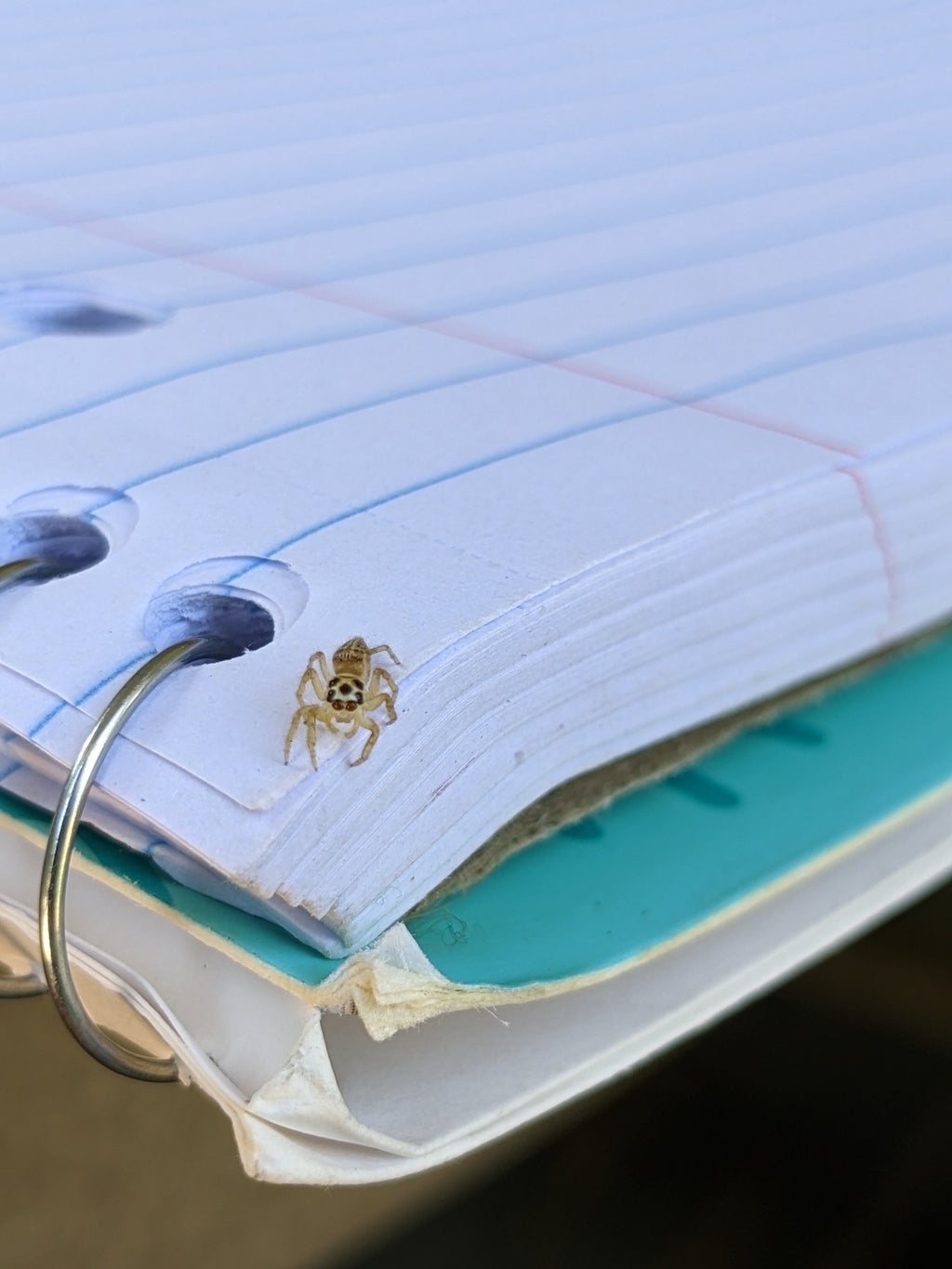 small white spider on notebook