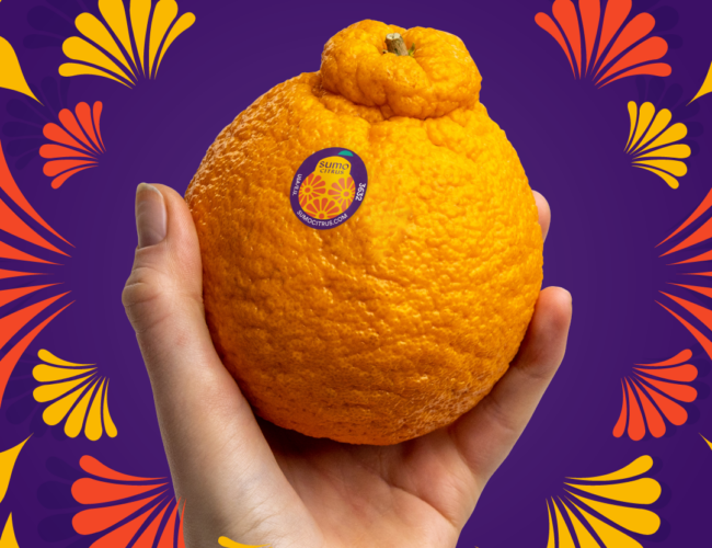 sumo orange