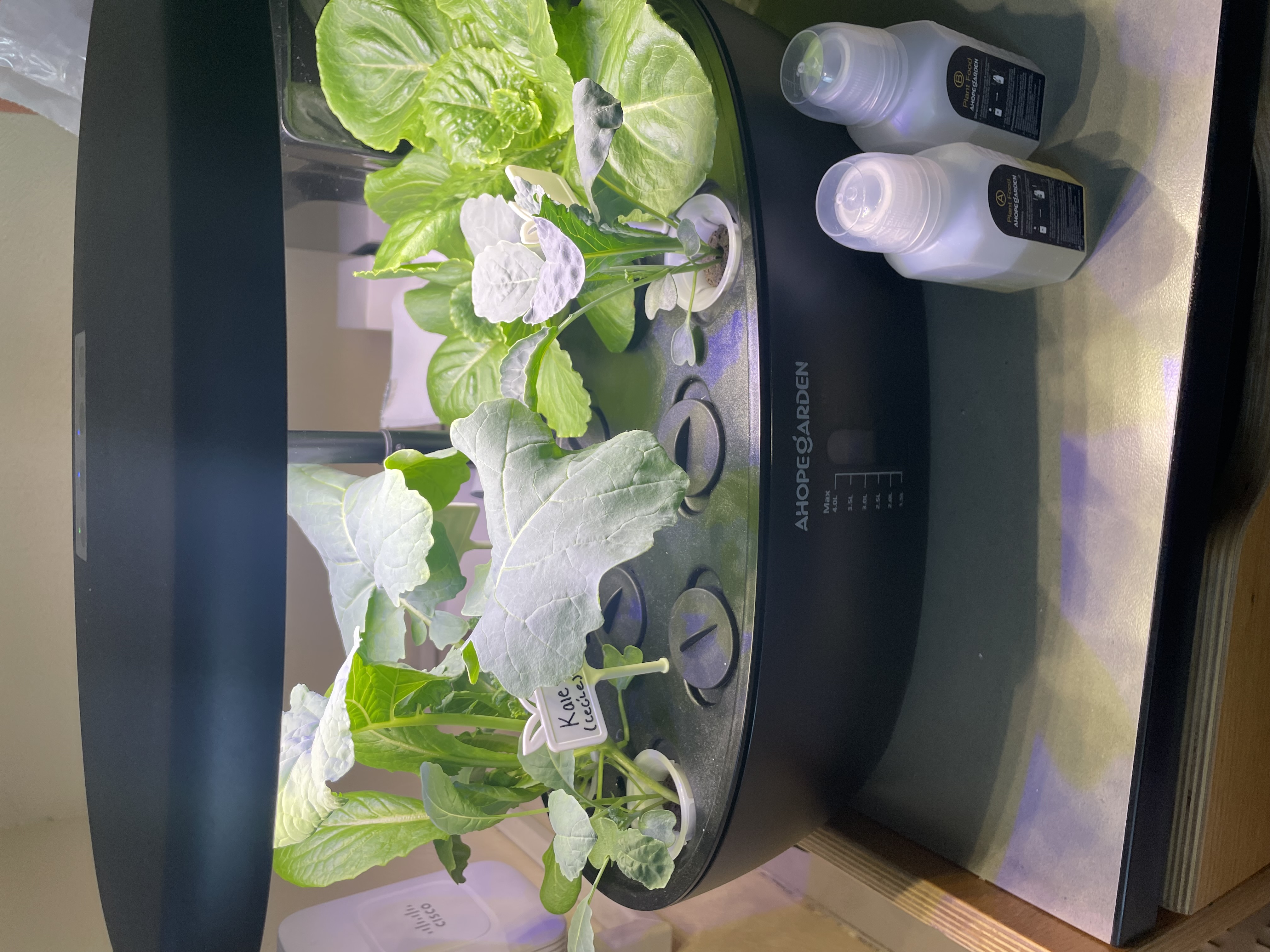 full month kale and lettuce