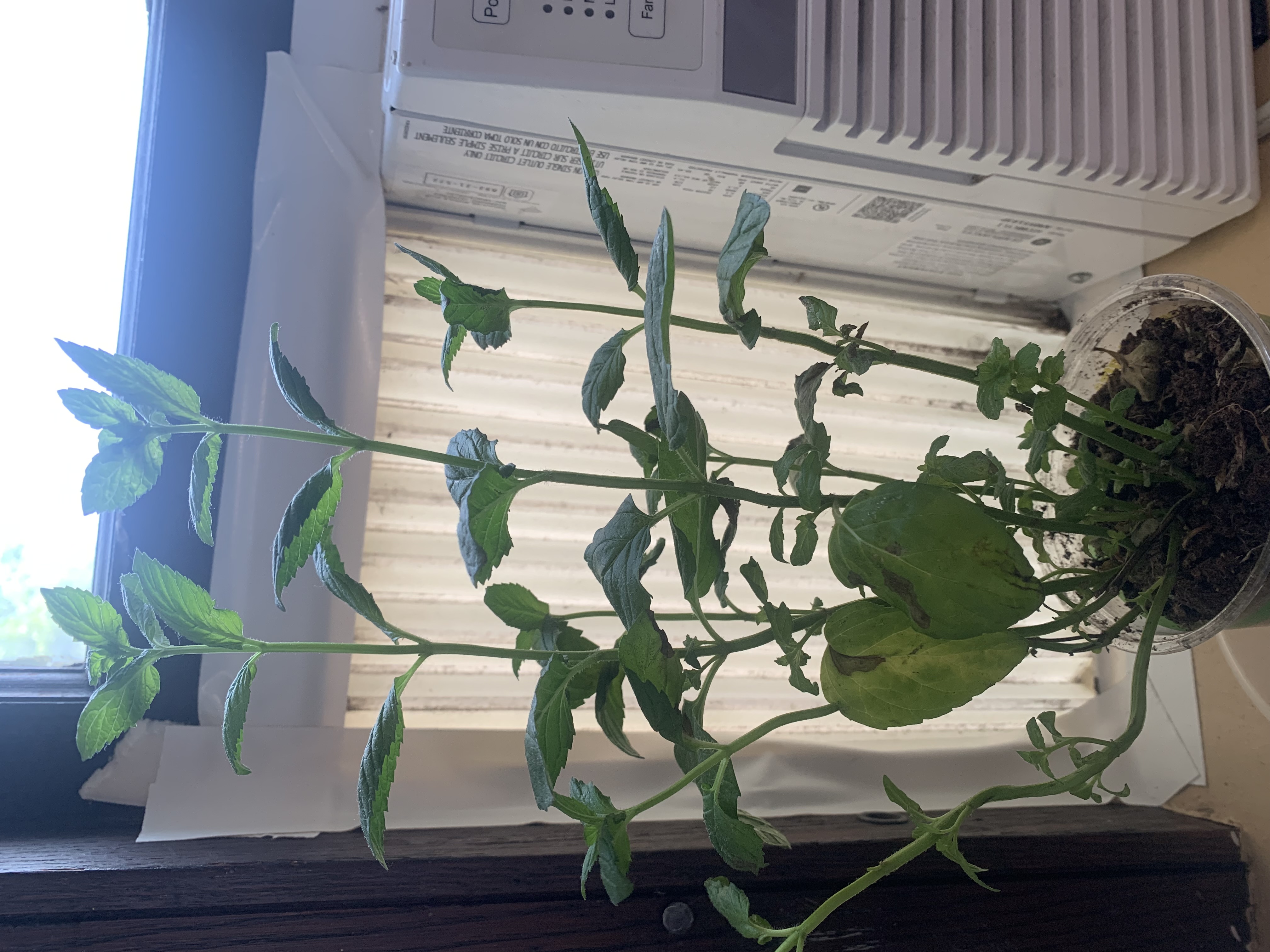 herbgarden