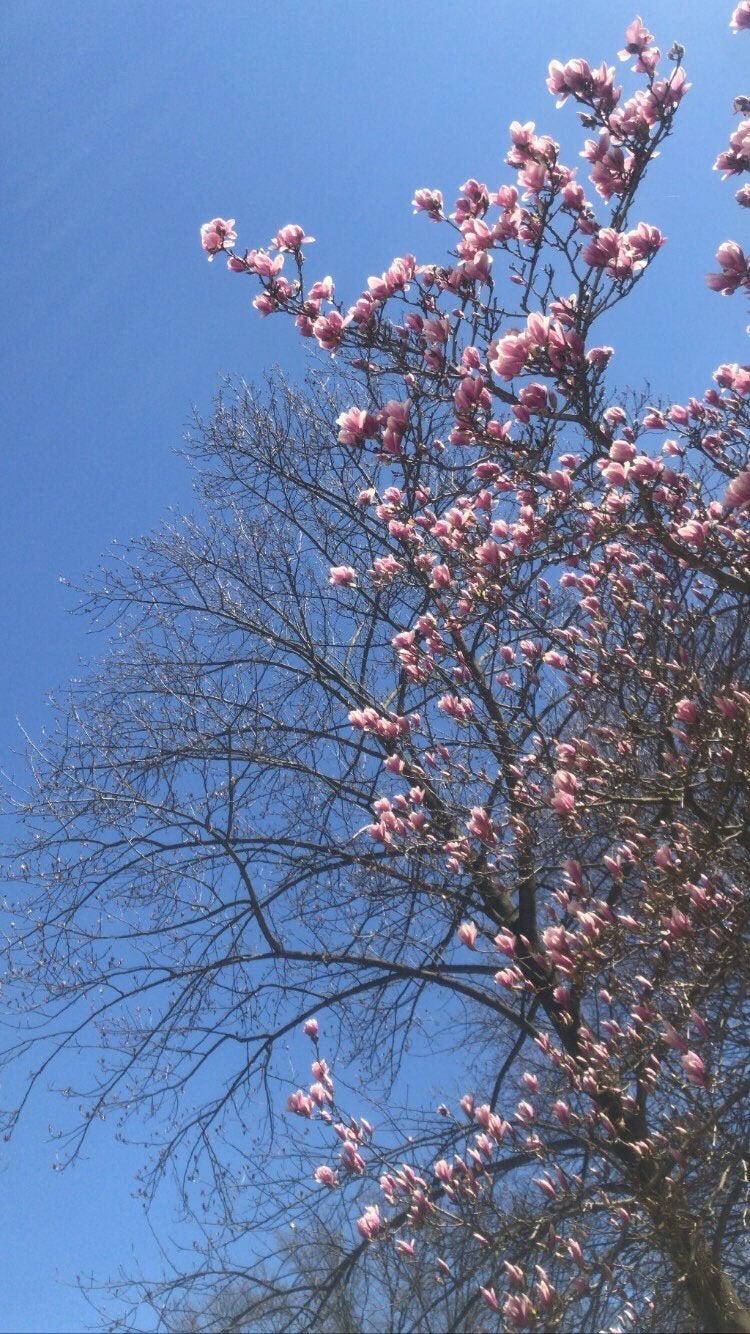 Flowers against bright blue sky