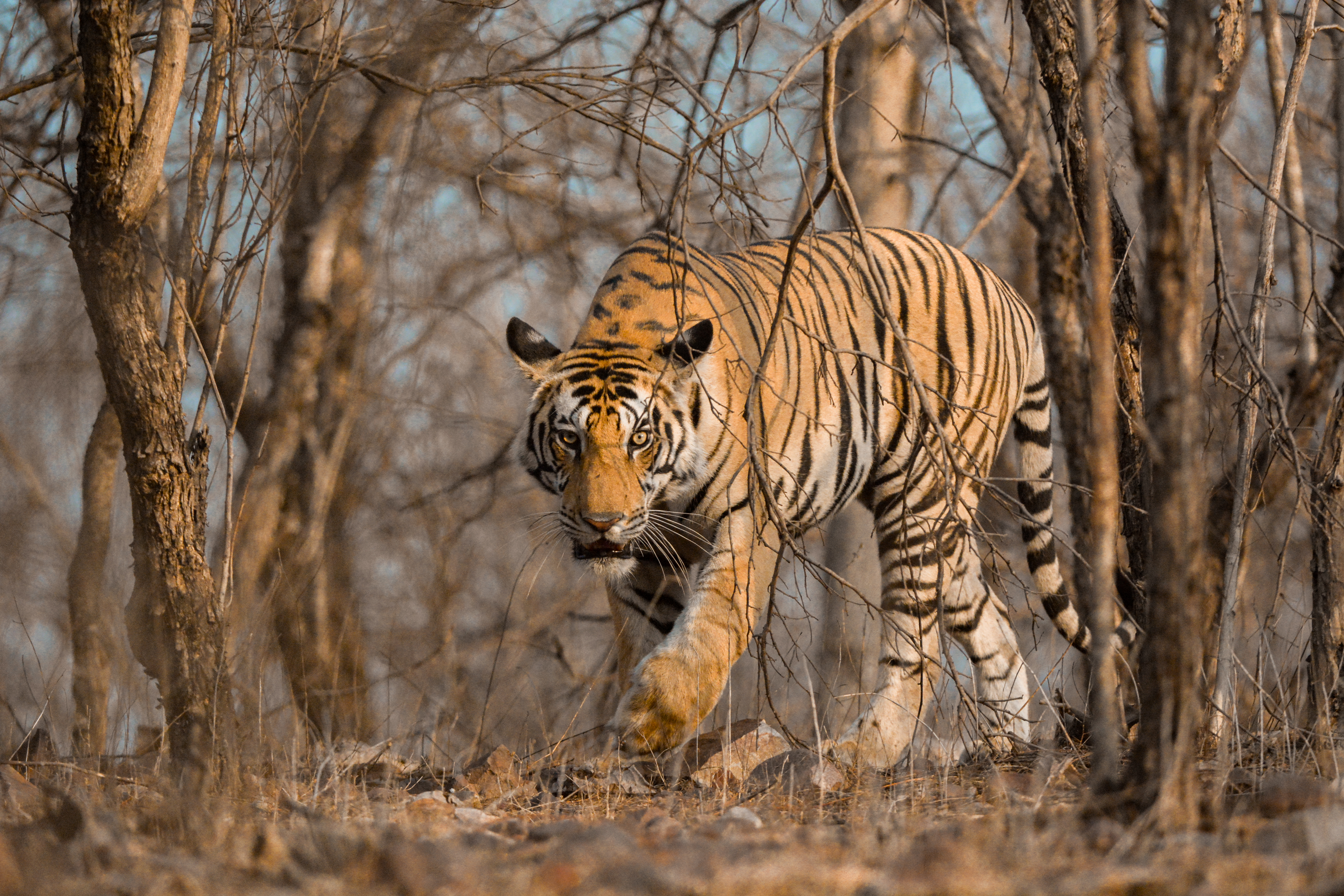 Tiger walking through trees