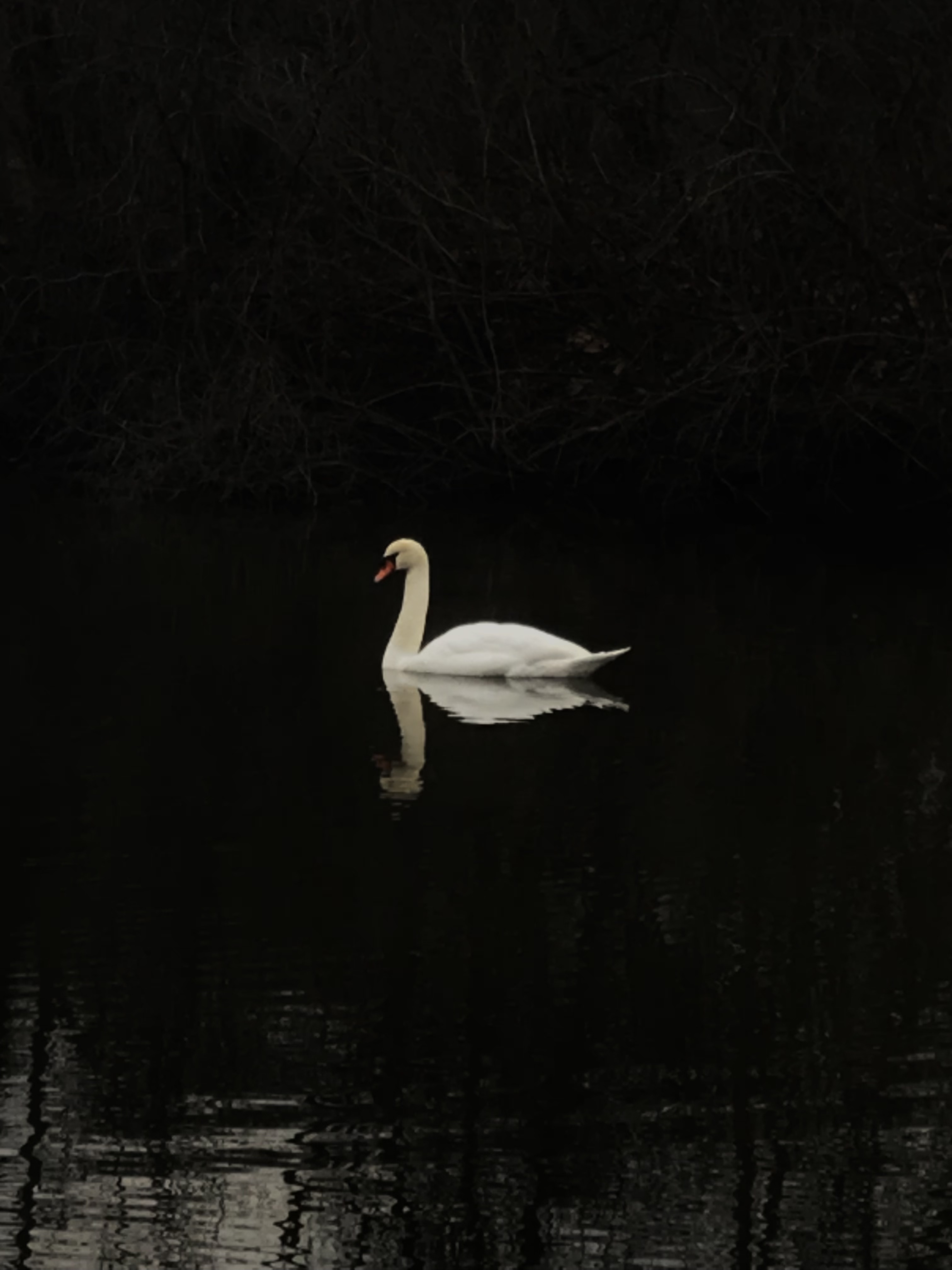 swan hajirbuttjpegjpg by Hajir Butt?width=698&height=466&fit=crop&auto=webp&dpr=4