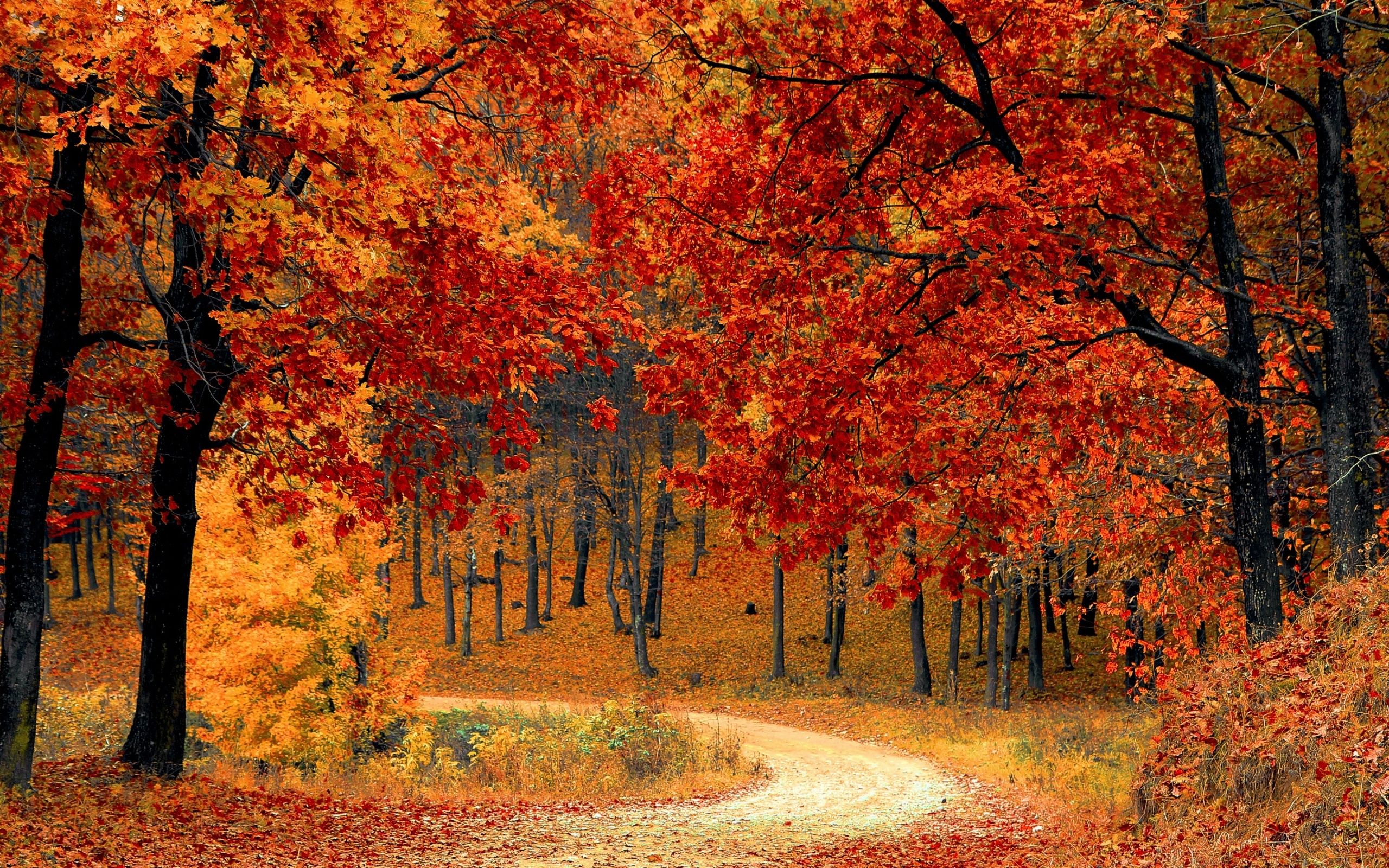 Leaves in the Fall season