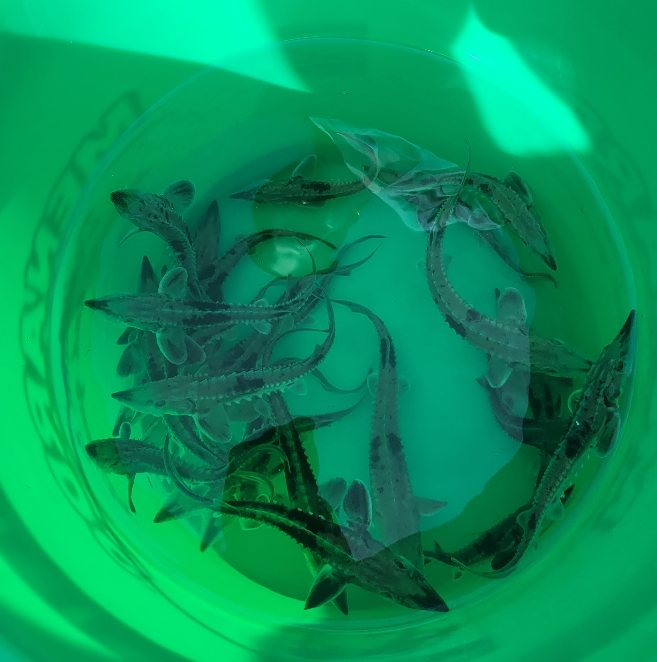 Image shows Juvenile Lake Sturgeon being brought to river shore for release into the wild