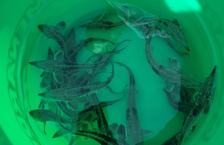 Image shows Juvenile Lake Sturgeon being brought to river shore for release into the wild