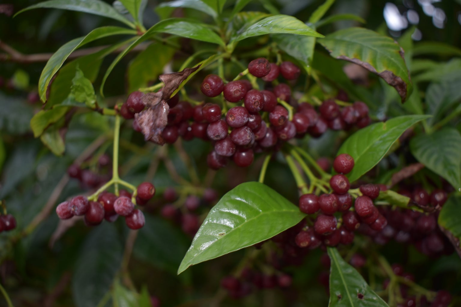 Psychotria nervosa (Shiny Wild Coffee), Fruit Detail