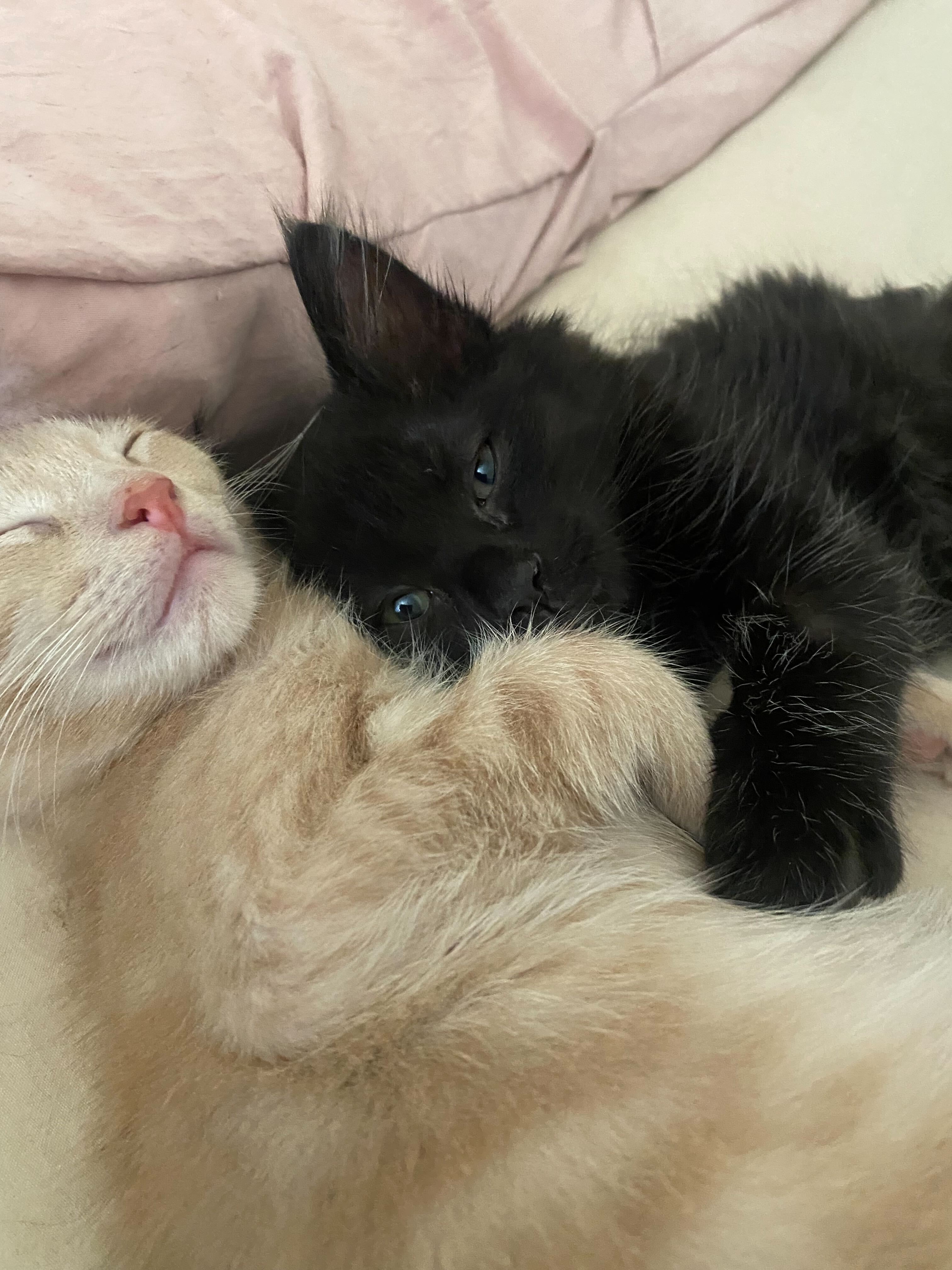 esa essay?width=1024&height=1024&fit=cover&auto=webp&dpr=4