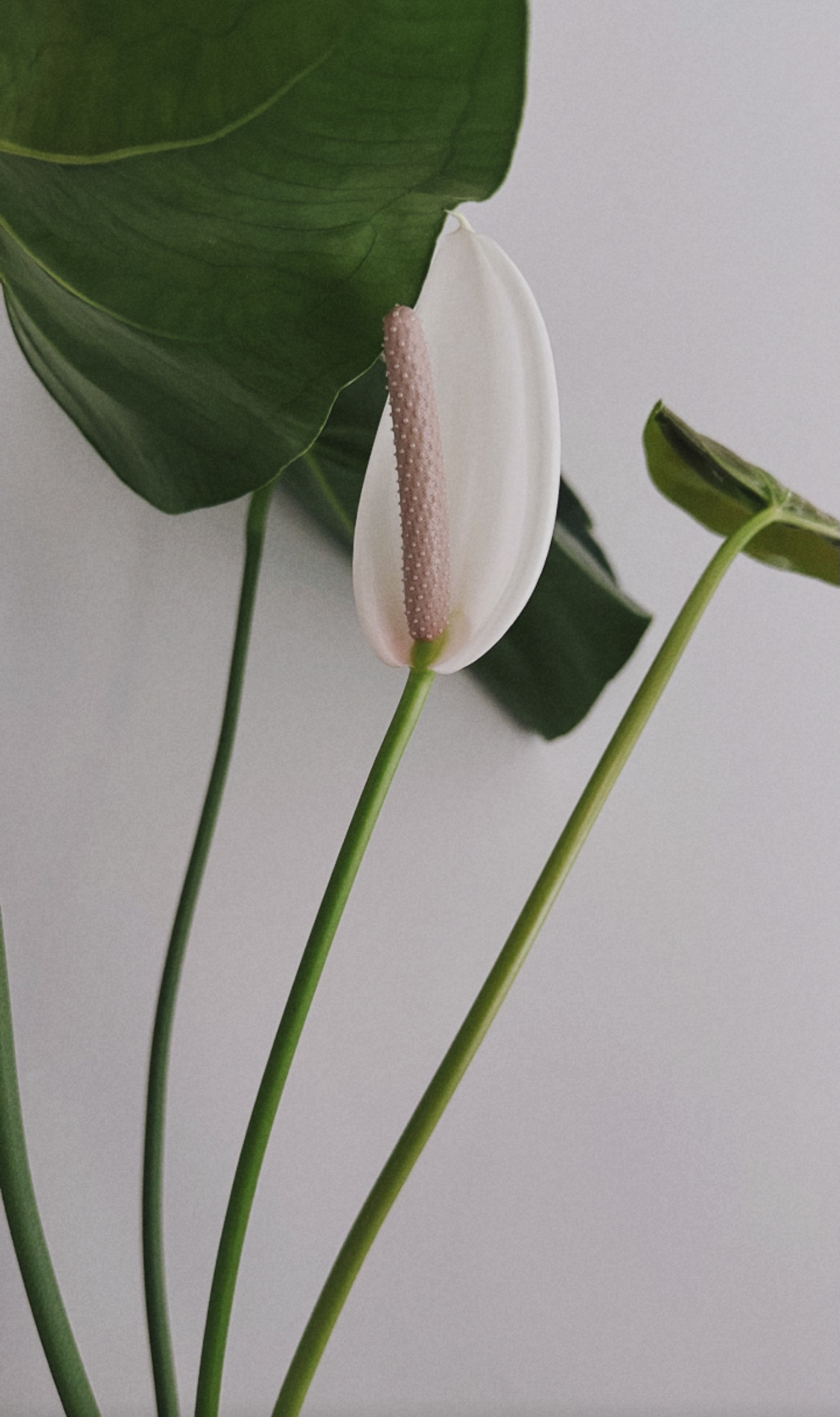 dorm friendly plants