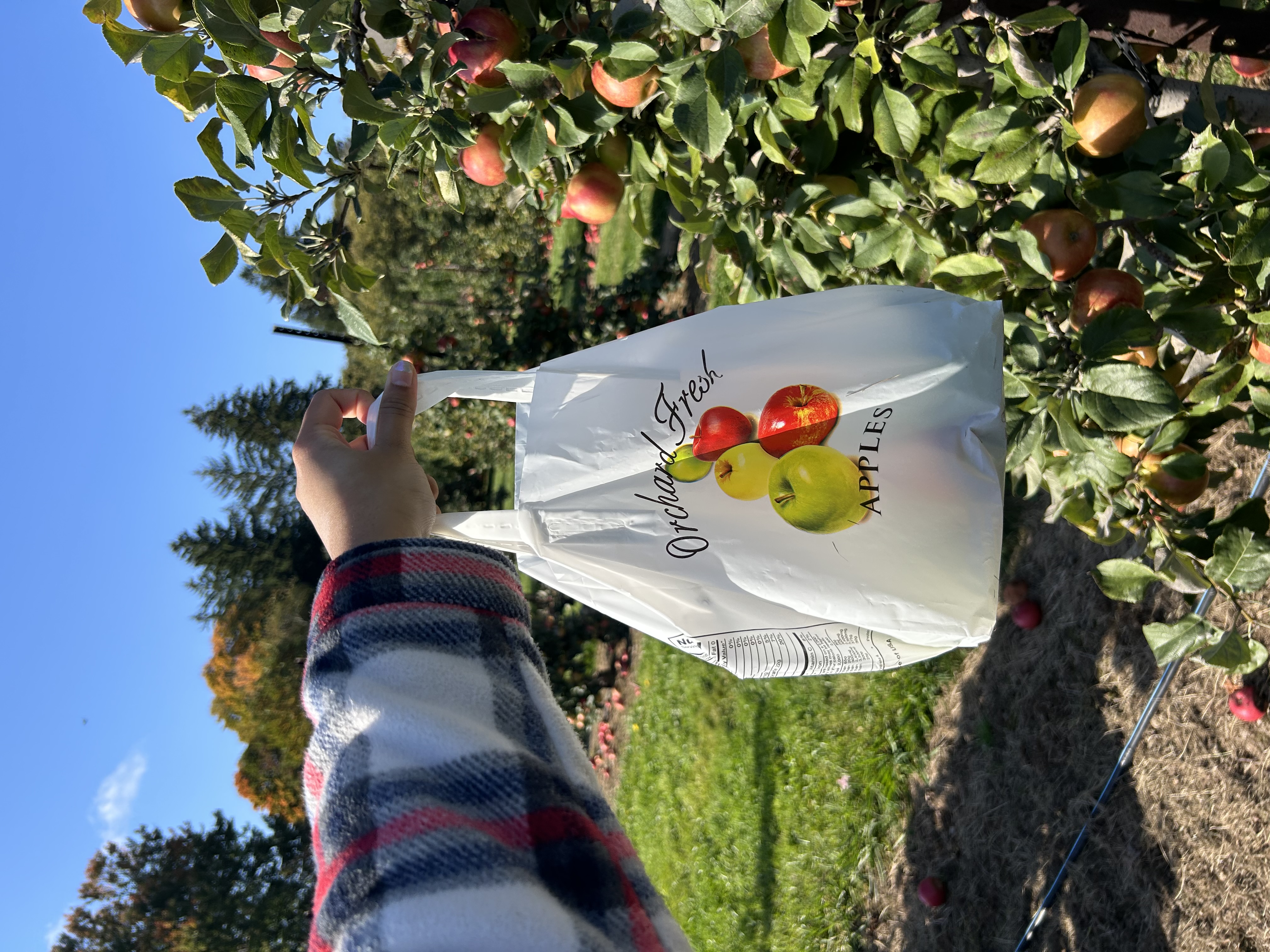 Belltown Orchard apple bag