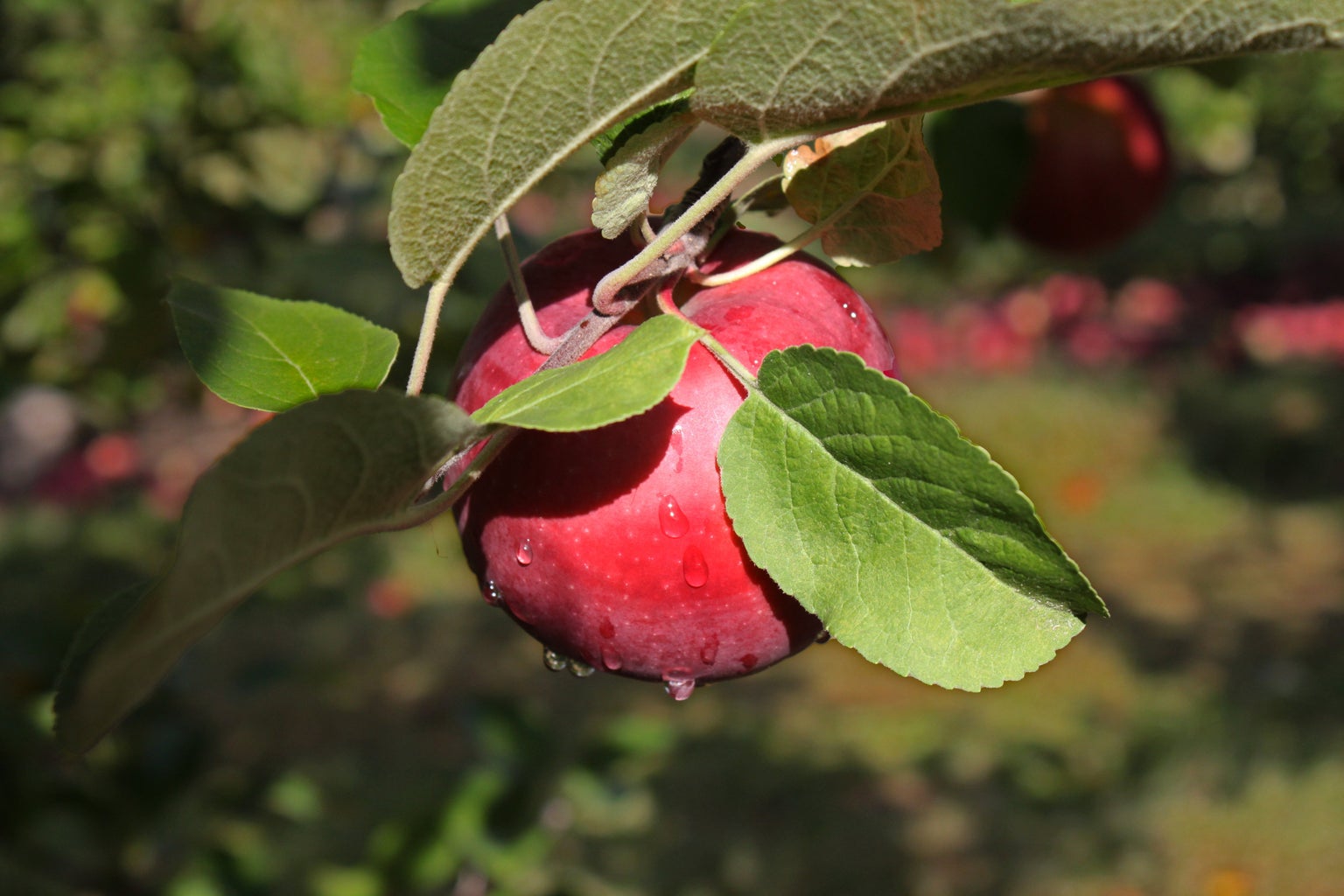 Red apple at orchard