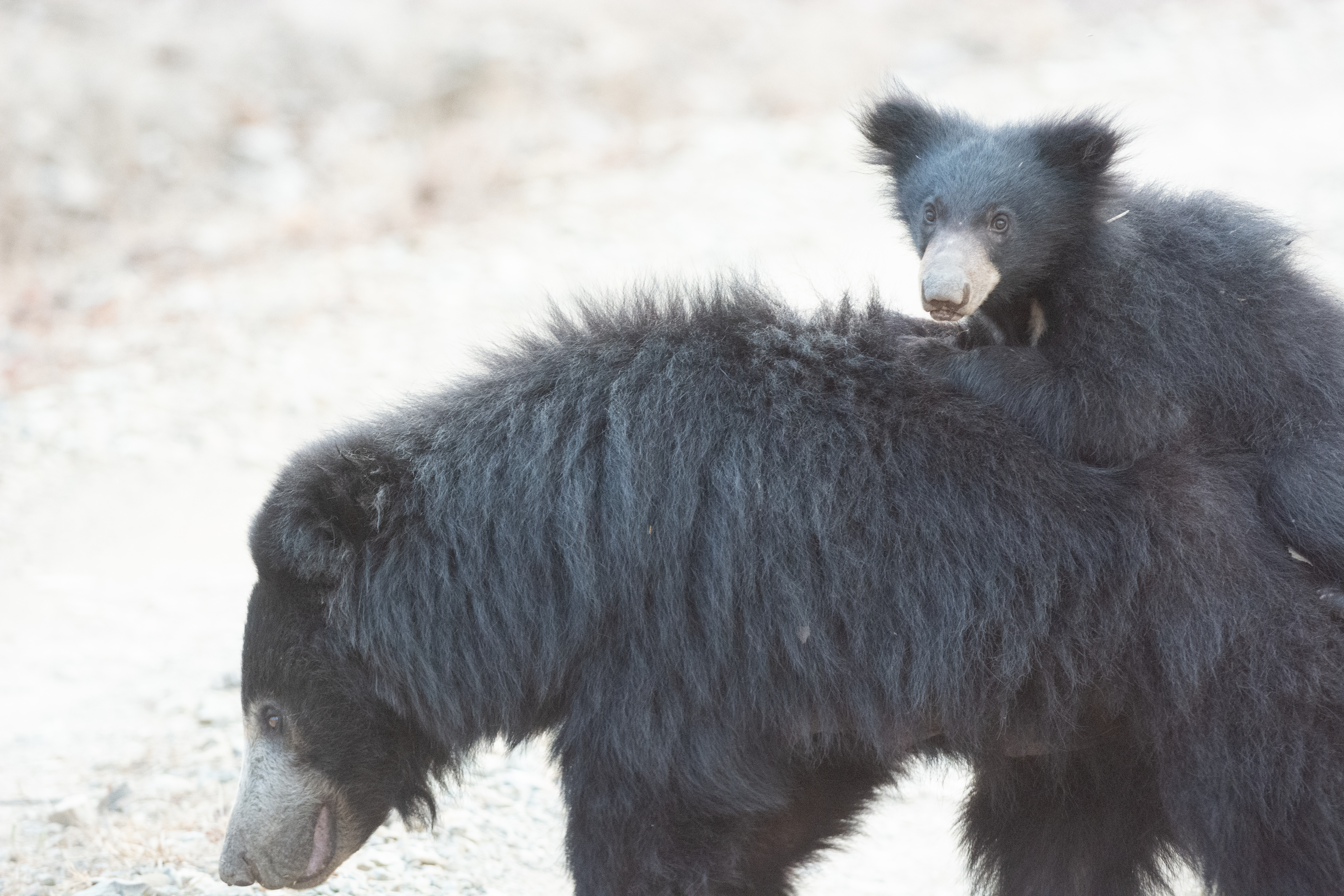 Sloth Bears crossing the road