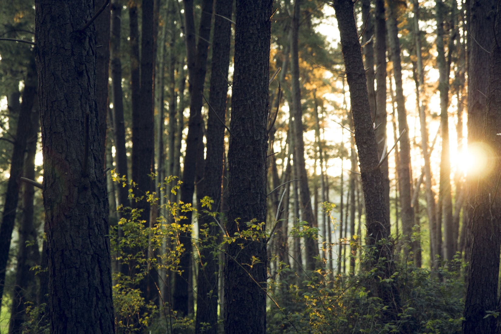 Forest with sunlight by Unsplash