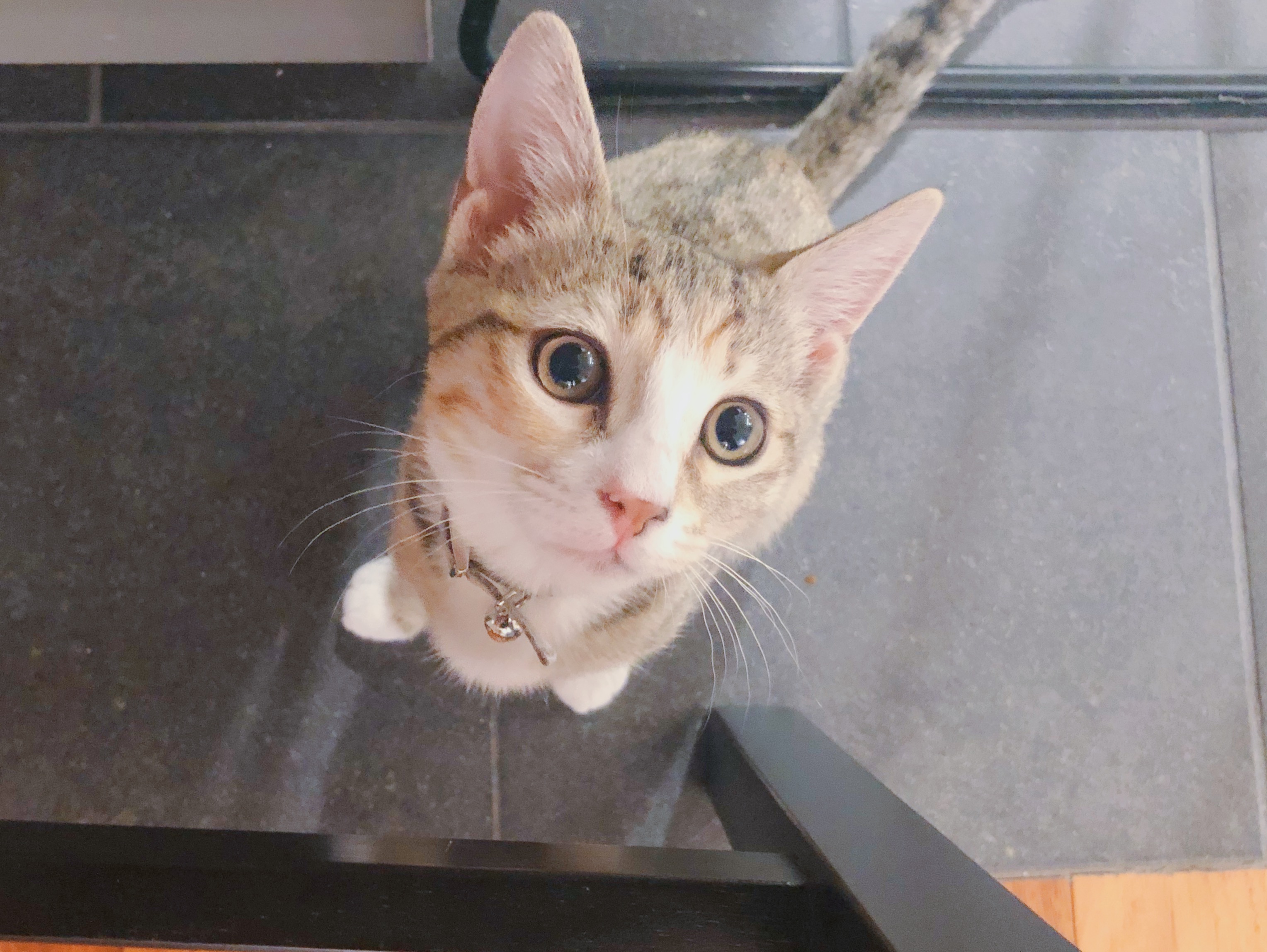 fullsizerenderjpg by Audrie Lau?width=698&height=466&fit=crop&auto=webp&dpr=4