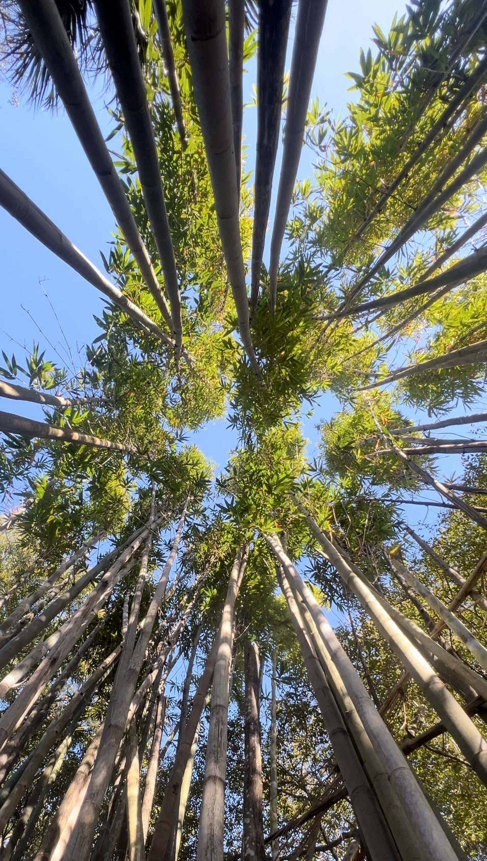 USF Botanical Gardens Bamboo Garden