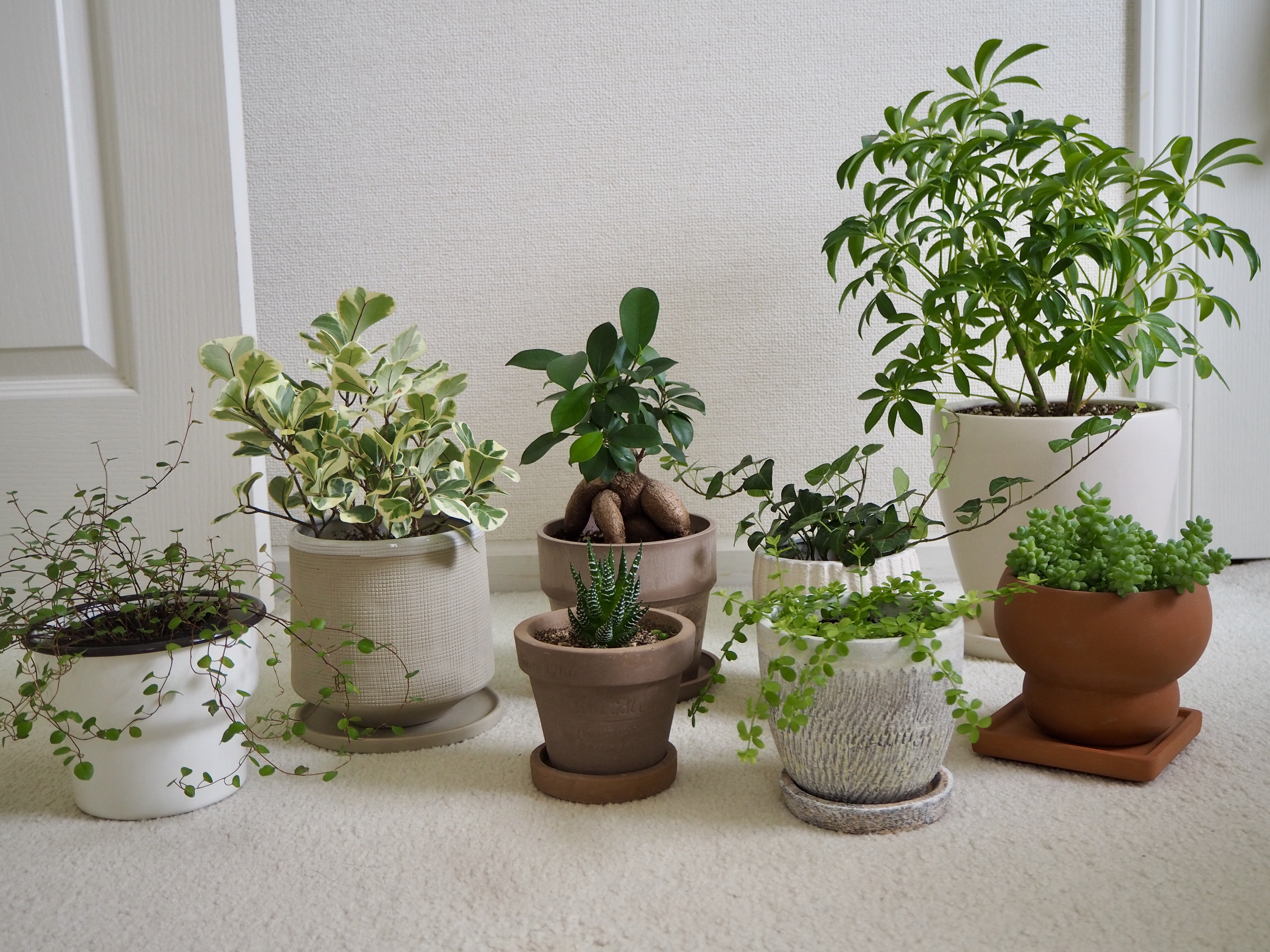 2fa57a1ce87747f08a576faa4a905257 1 201 ajpegjpg by Ellie Eshima