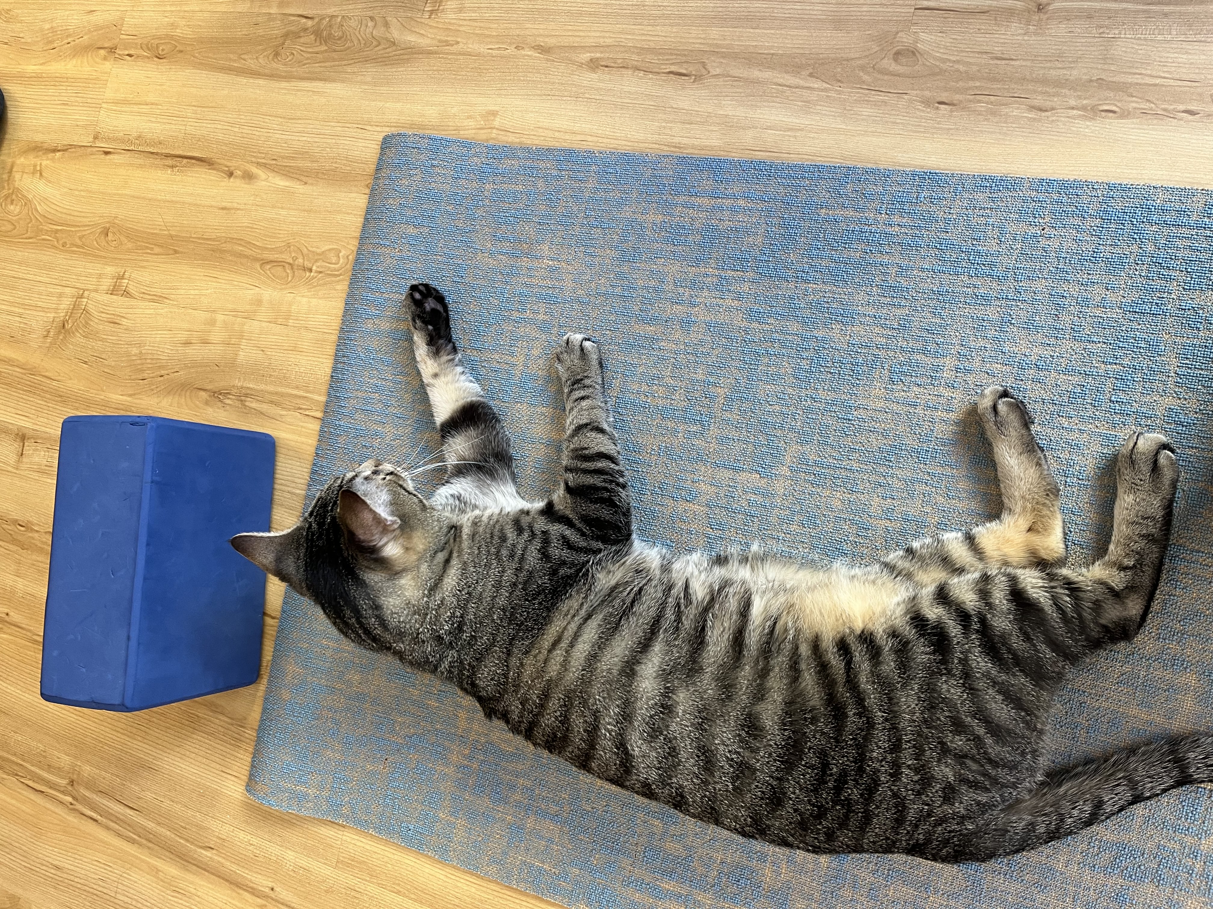 Cat laying on yoga mat