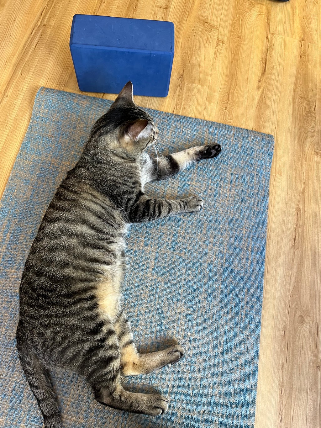Cat laying on yoga mat