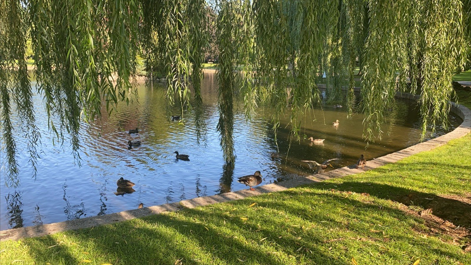 Ducks in Boston Common by Sacha Sergent?width=698&height=466&fit=crop&auto=webp&dpr=4