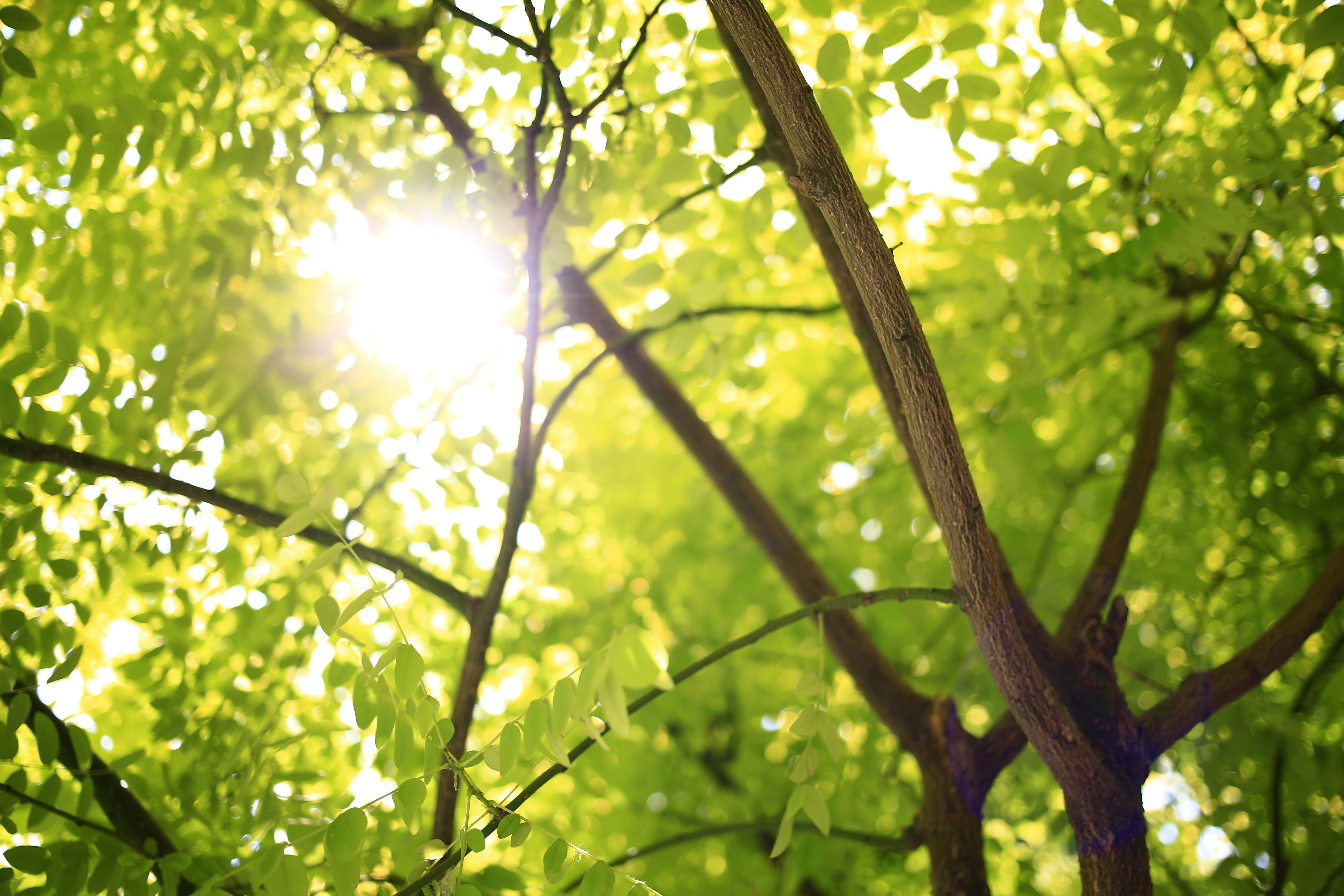 Sun through leaves