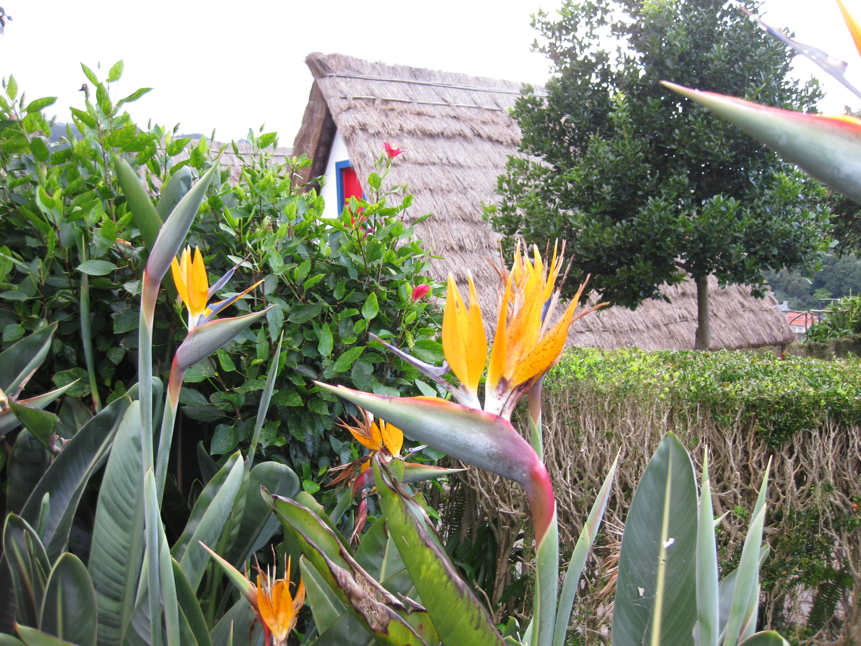 flower and house in the background. taken in portugal