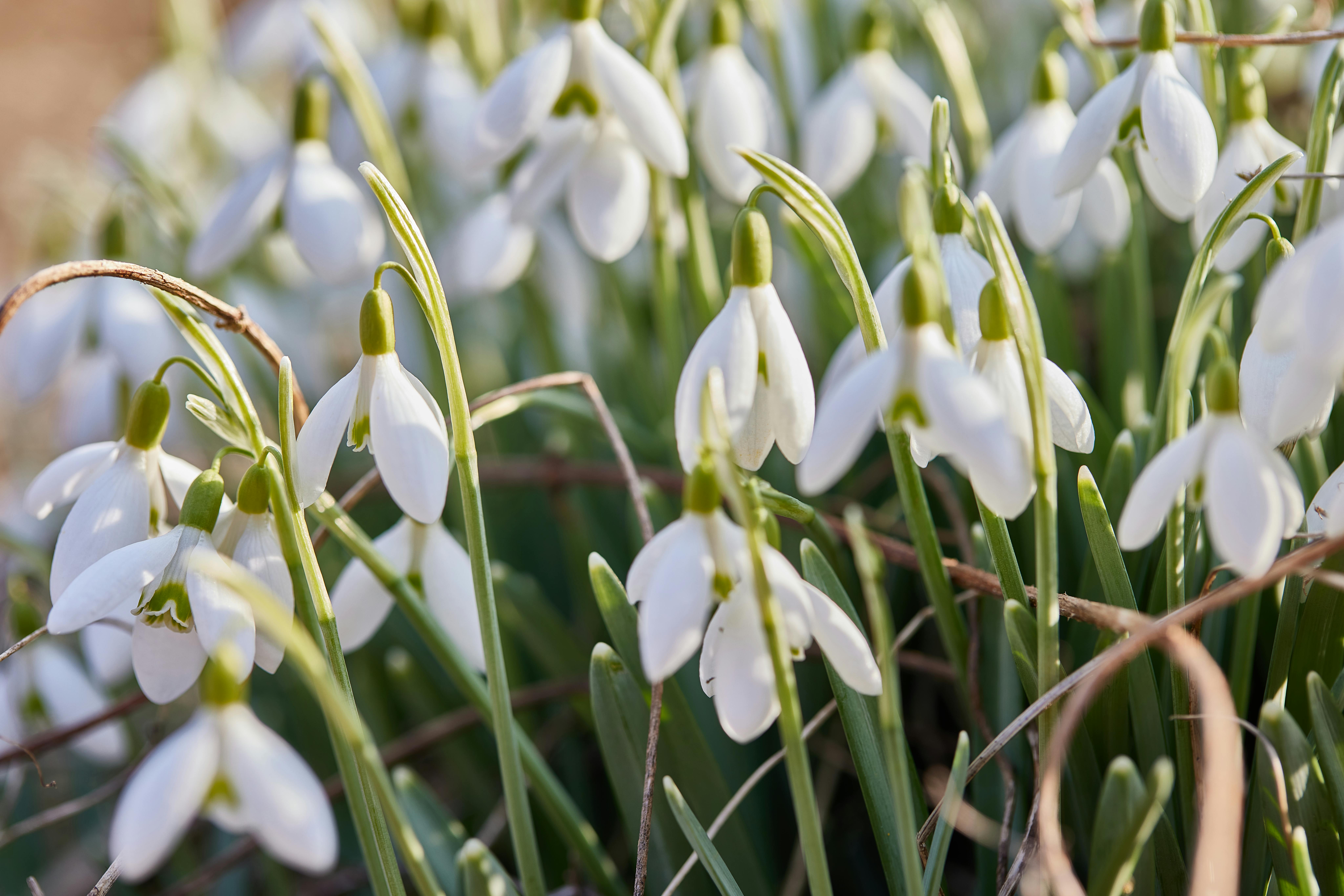 Snowdrop flowers