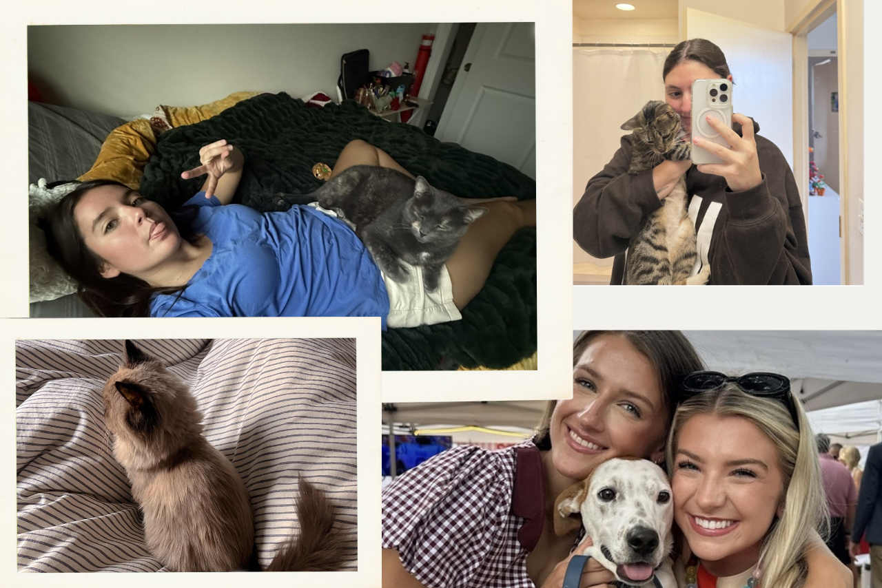 pets in college?width=287&height=192&fit=crop&auto=webp&dpr=4