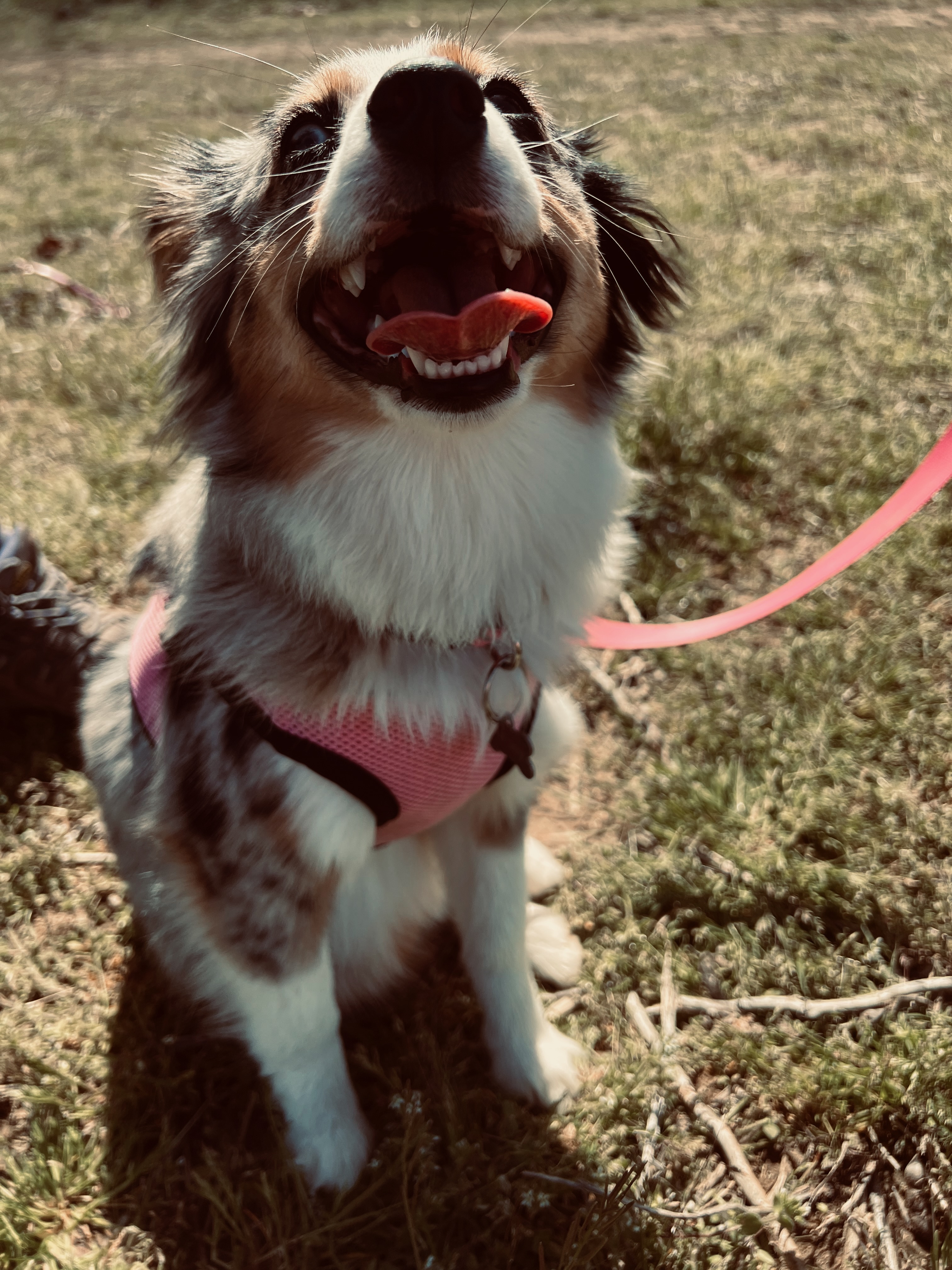 Australian Shepard Puppy