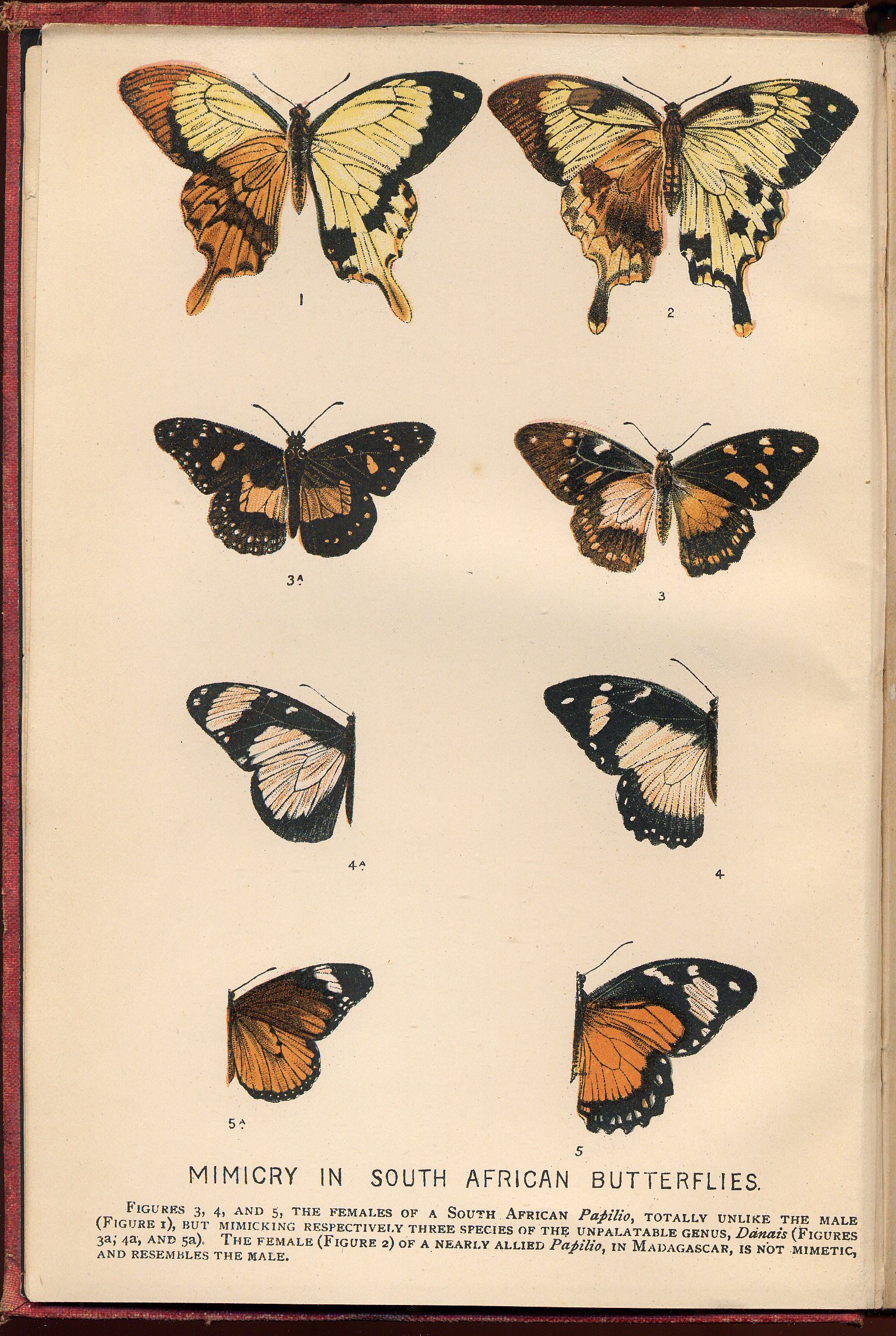 Mimicry in South African Butterflies