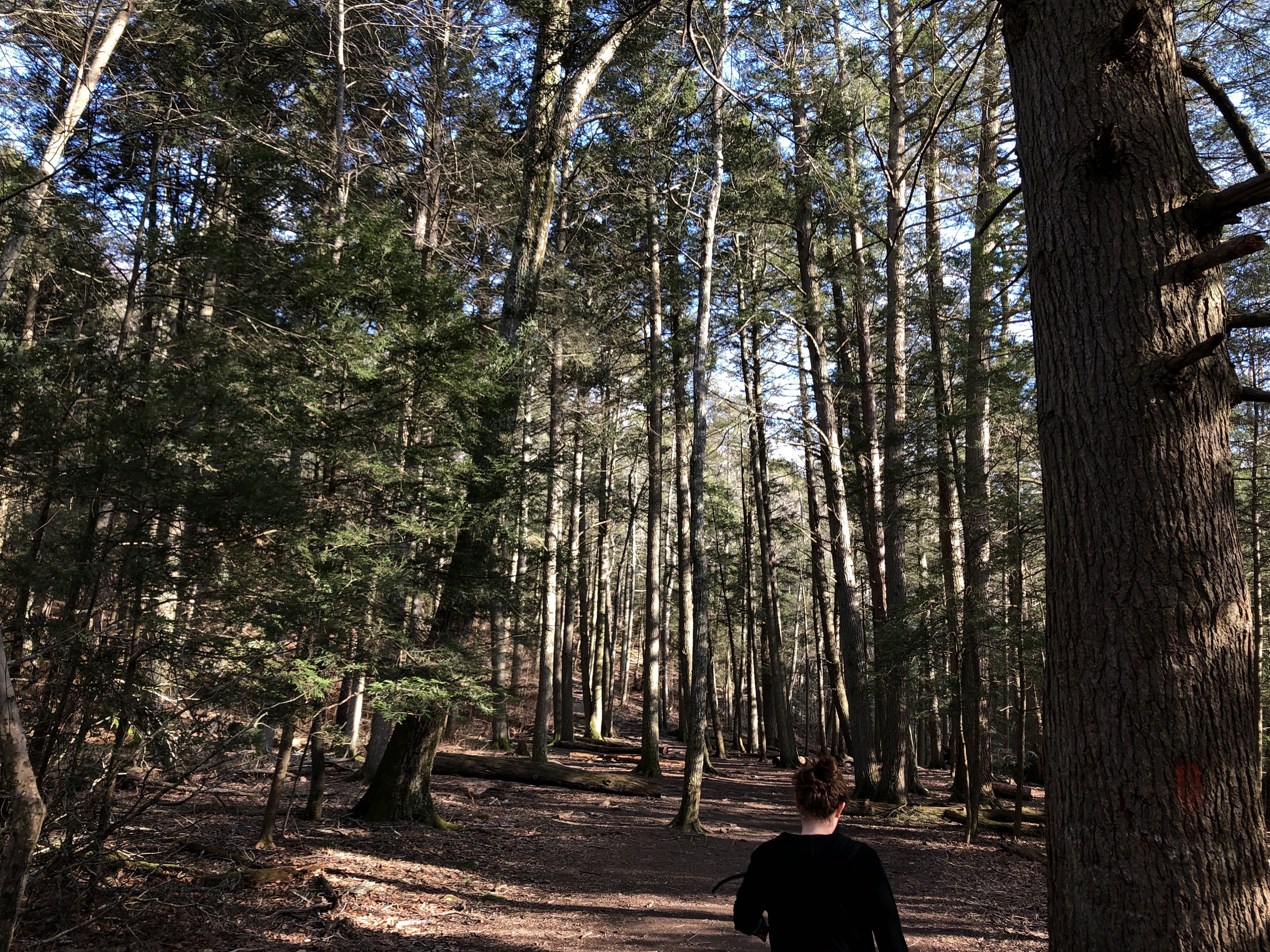 woods by Tricia Moriarty?width=698&height=466&fit=crop&auto=webp&dpr=4