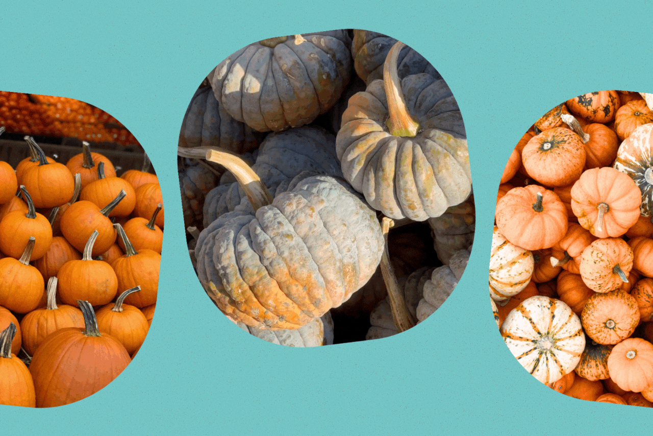 pumpkin picking?width=698&height=466&fit=crop&auto=webp&dpr=4