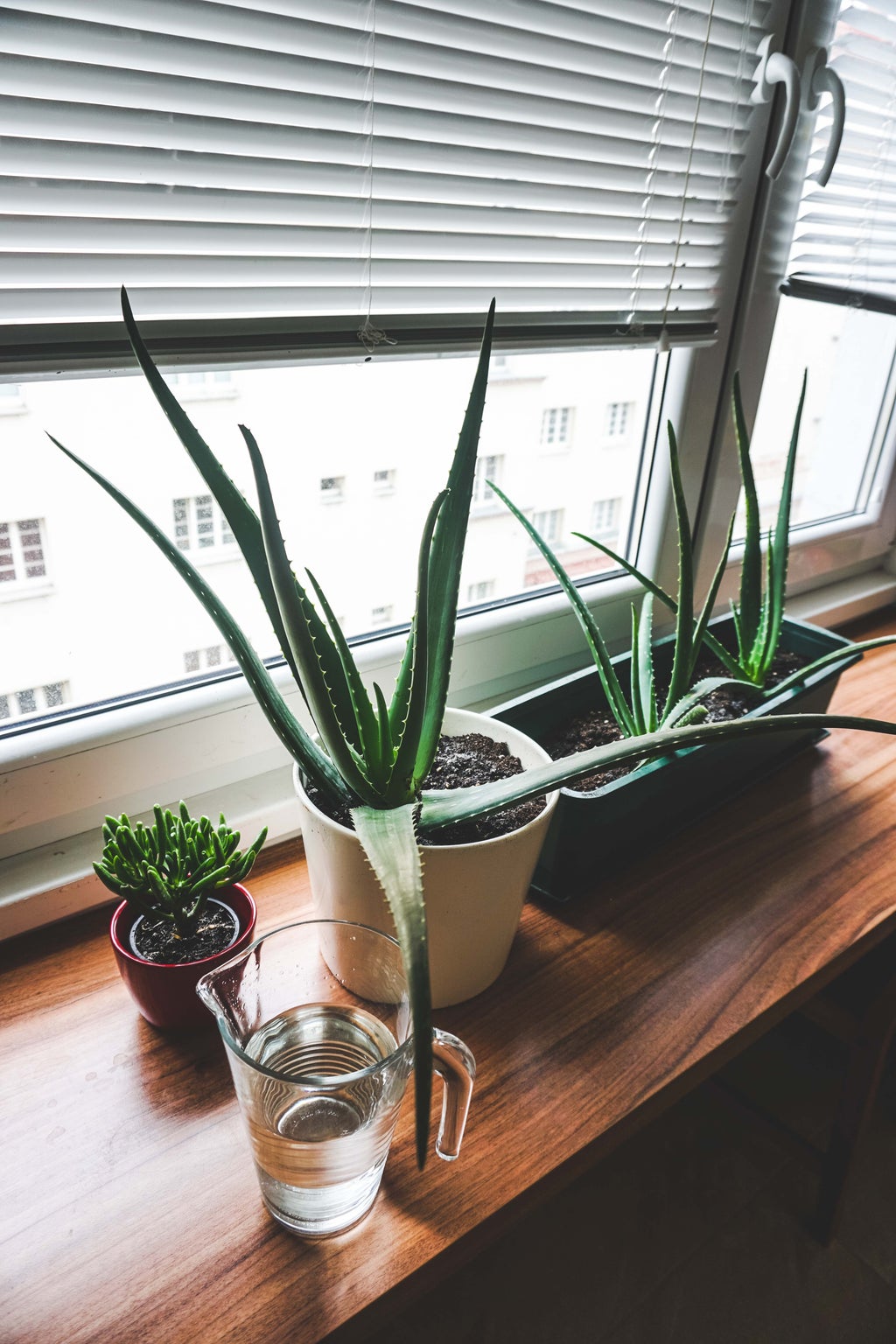 aloe plants by window