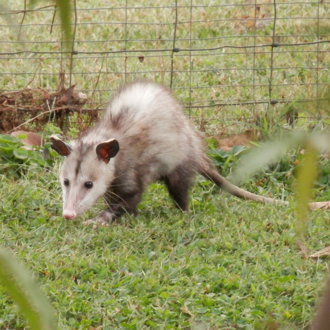 opossum walking