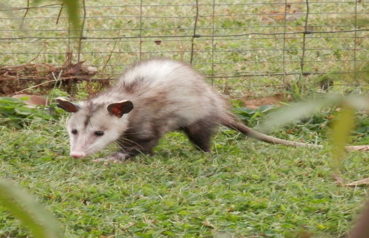 opossum walkingjpg by Photo by Jaylnn from Canva?width=719&height=464&fit=crop&auto=webp