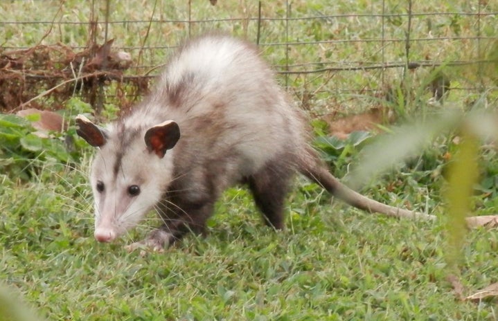 opossum walking