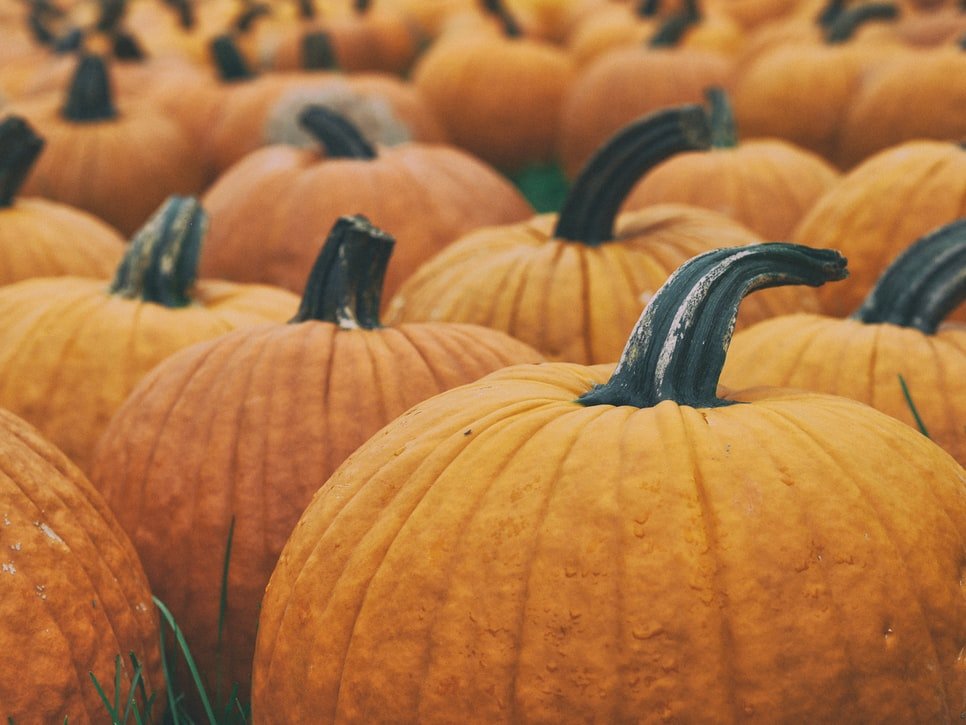 multiple pumpkins by Unsplash?width=698&height=466&fit=crop&auto=webp&dpr=4