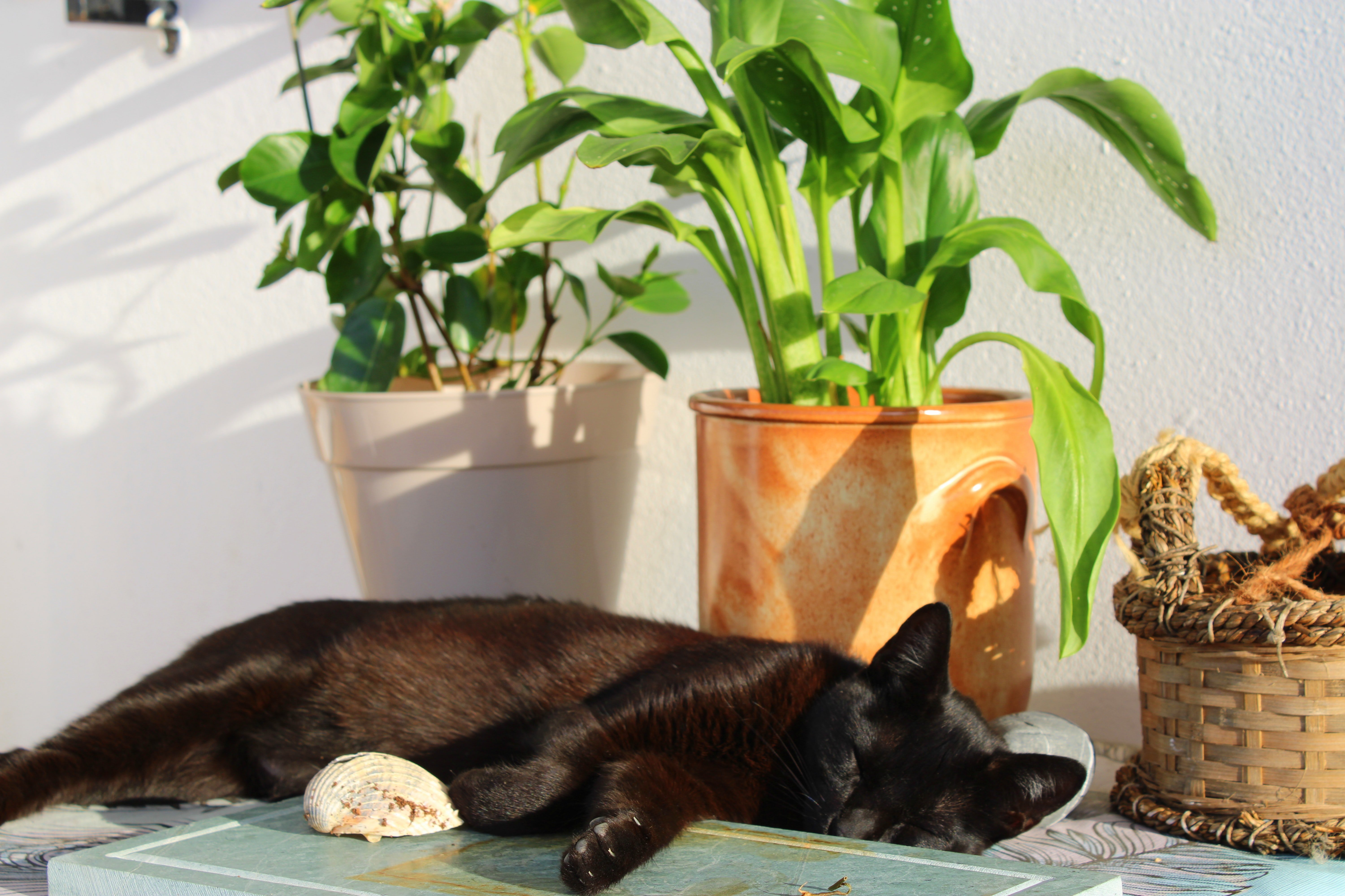 black cat napping near plants by Inna Yatsun on Unsplash?width=698&height=466&fit=crop&auto=webp&dpr=4