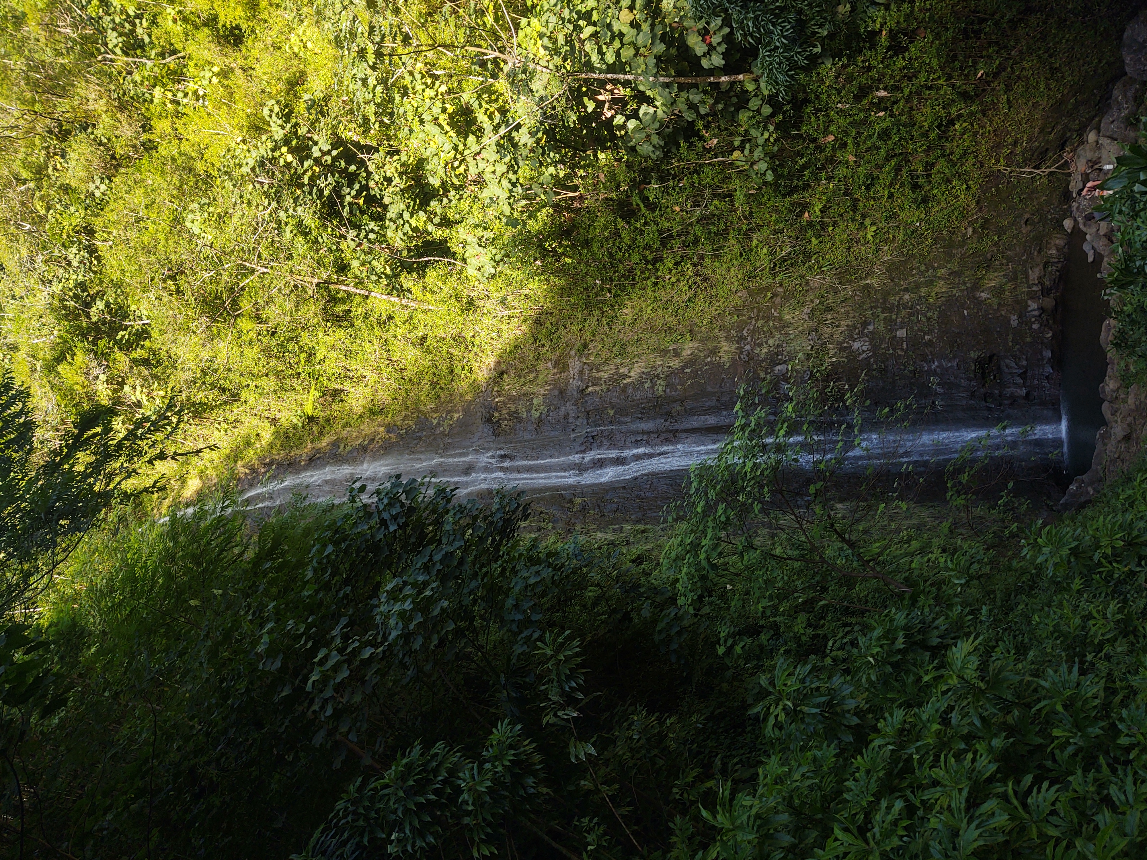 Photo I took at Manoa Falls hawaii