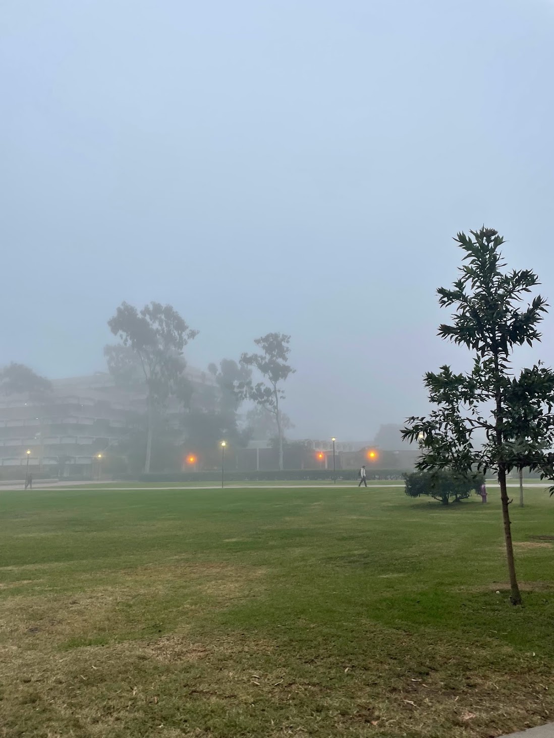 foggy campus