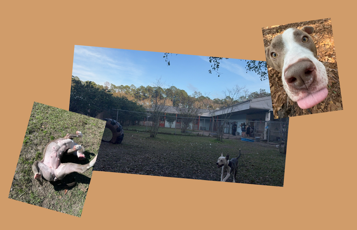 Two pictures of the same dog, one picture of the animal shelter, in a collage