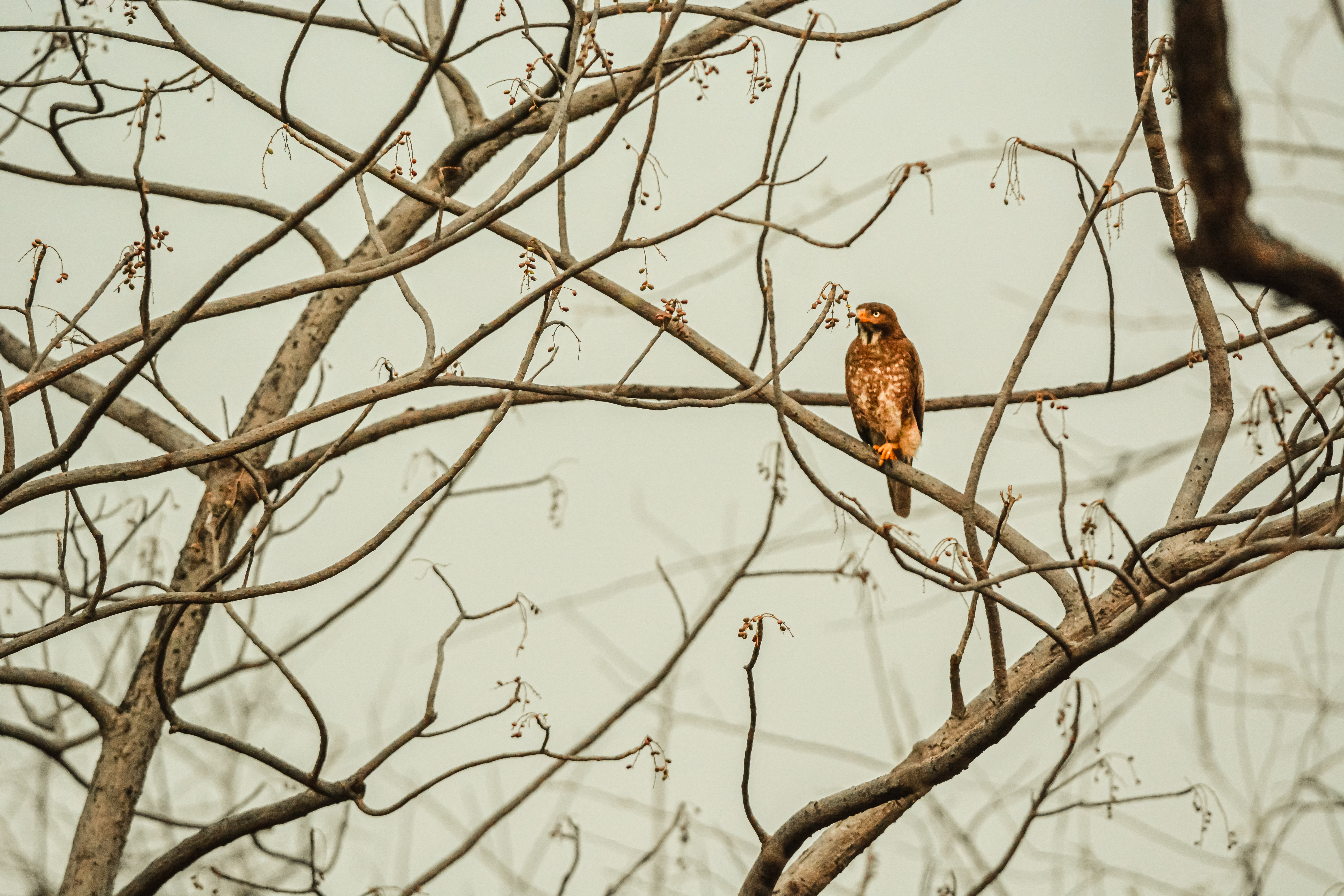 Crested Serpent Eagle on a branch