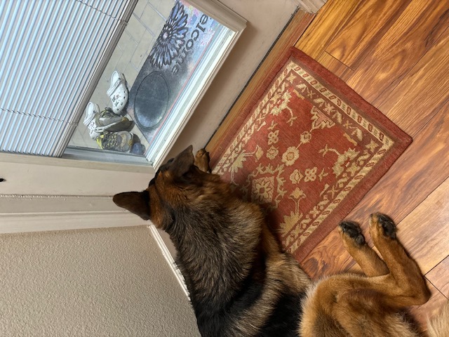 German Shepard dog staring out door window while laying down