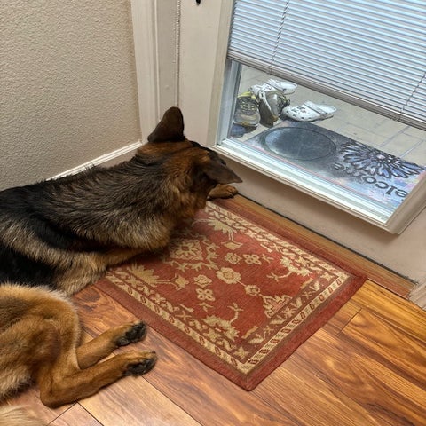 German Shepard dog staring out door window while laying down