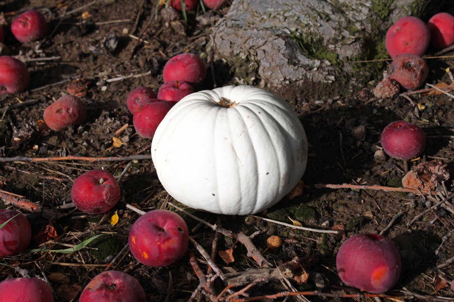 White pumpkin with red apples