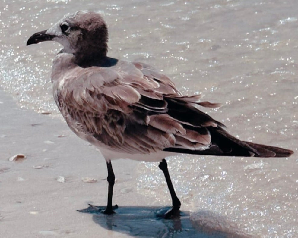 bird at the beach