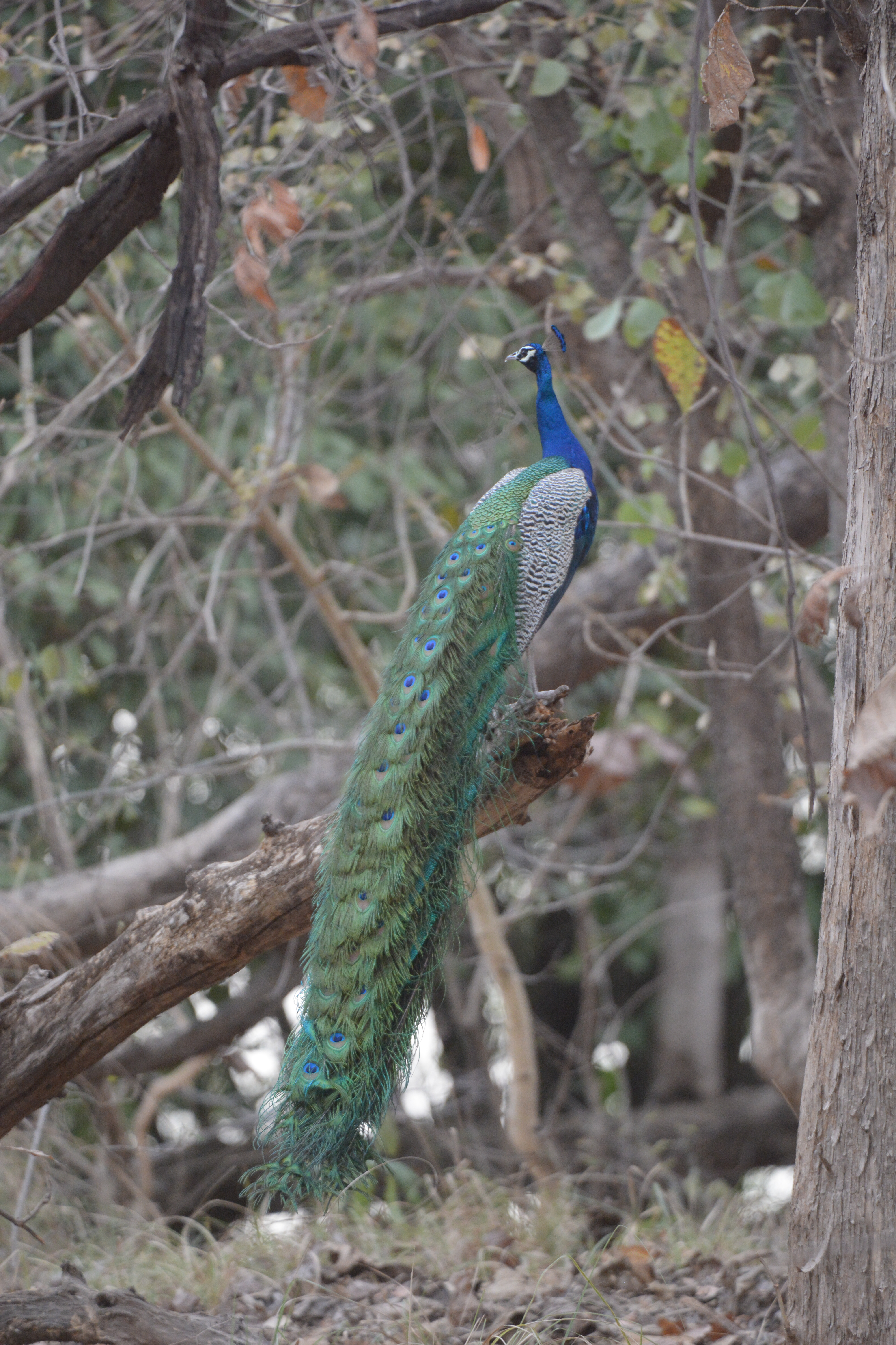 Peacock resting on a branch
