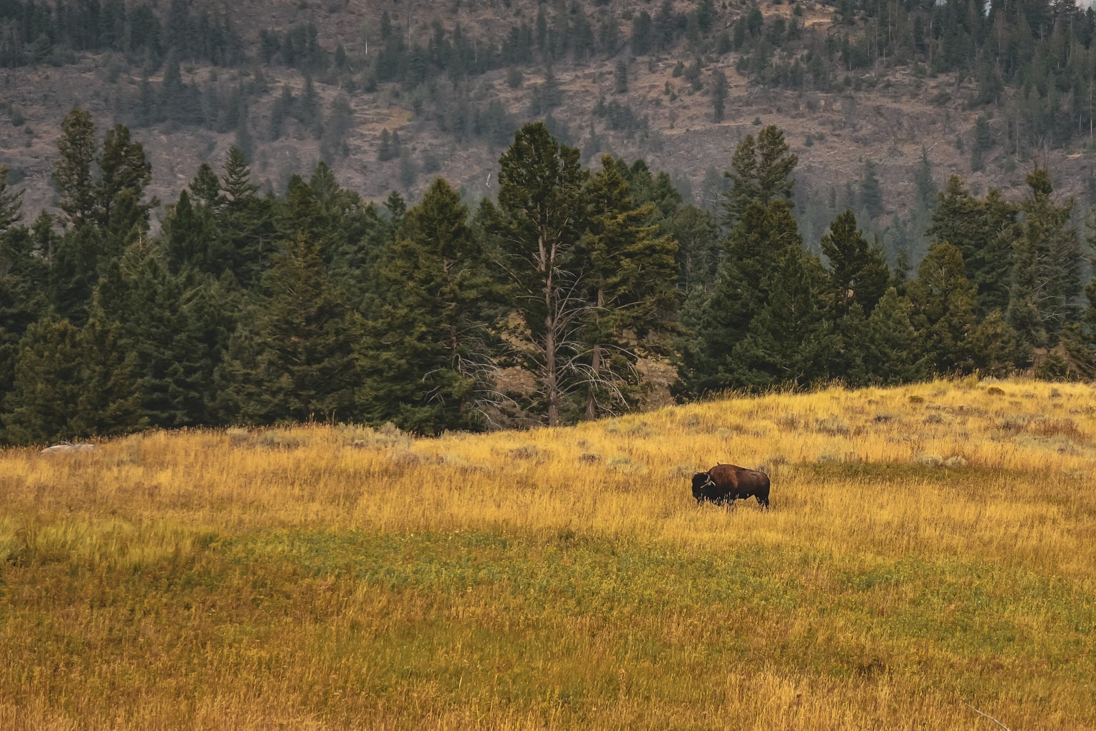 prairie land with bison